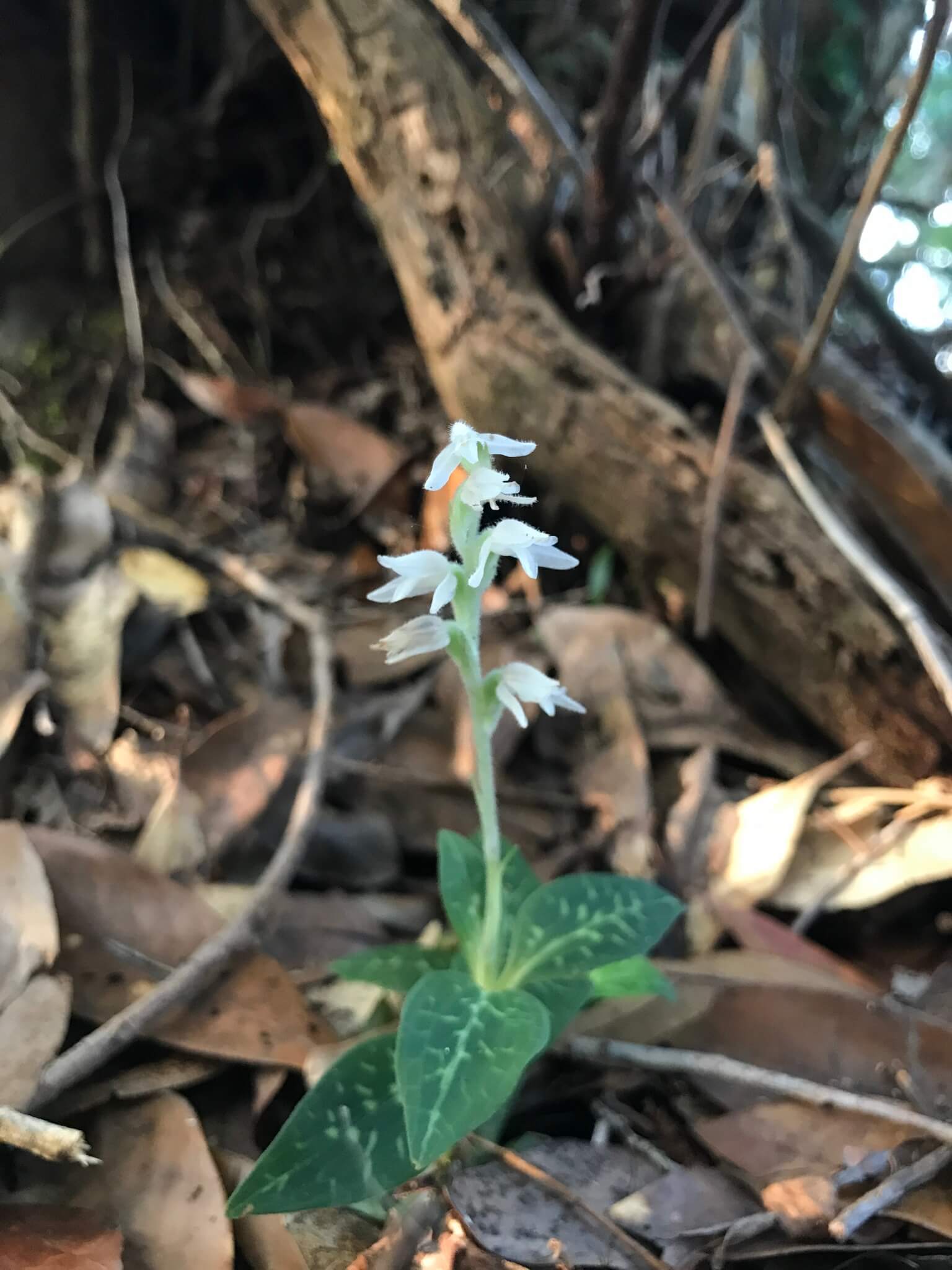 Schlechtendal's Jewel Orchid image