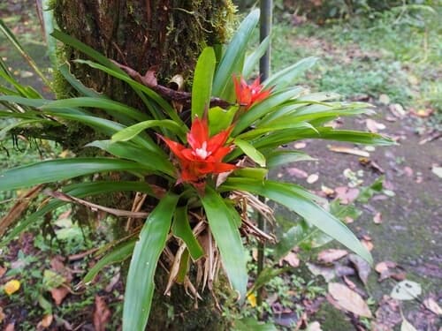 Scarlet Star image