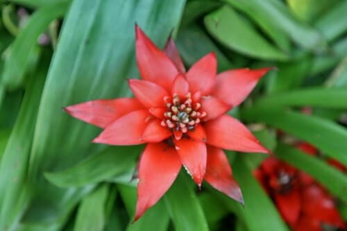 Scarlet Star image