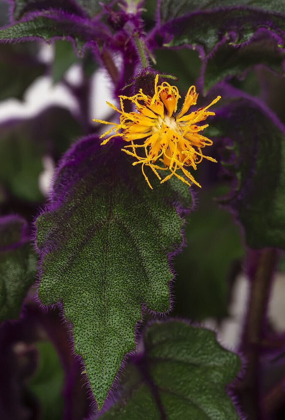 Purple Passion Plant image