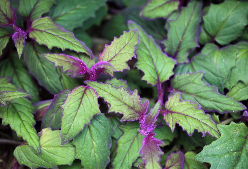 Purple Passion Plant image
