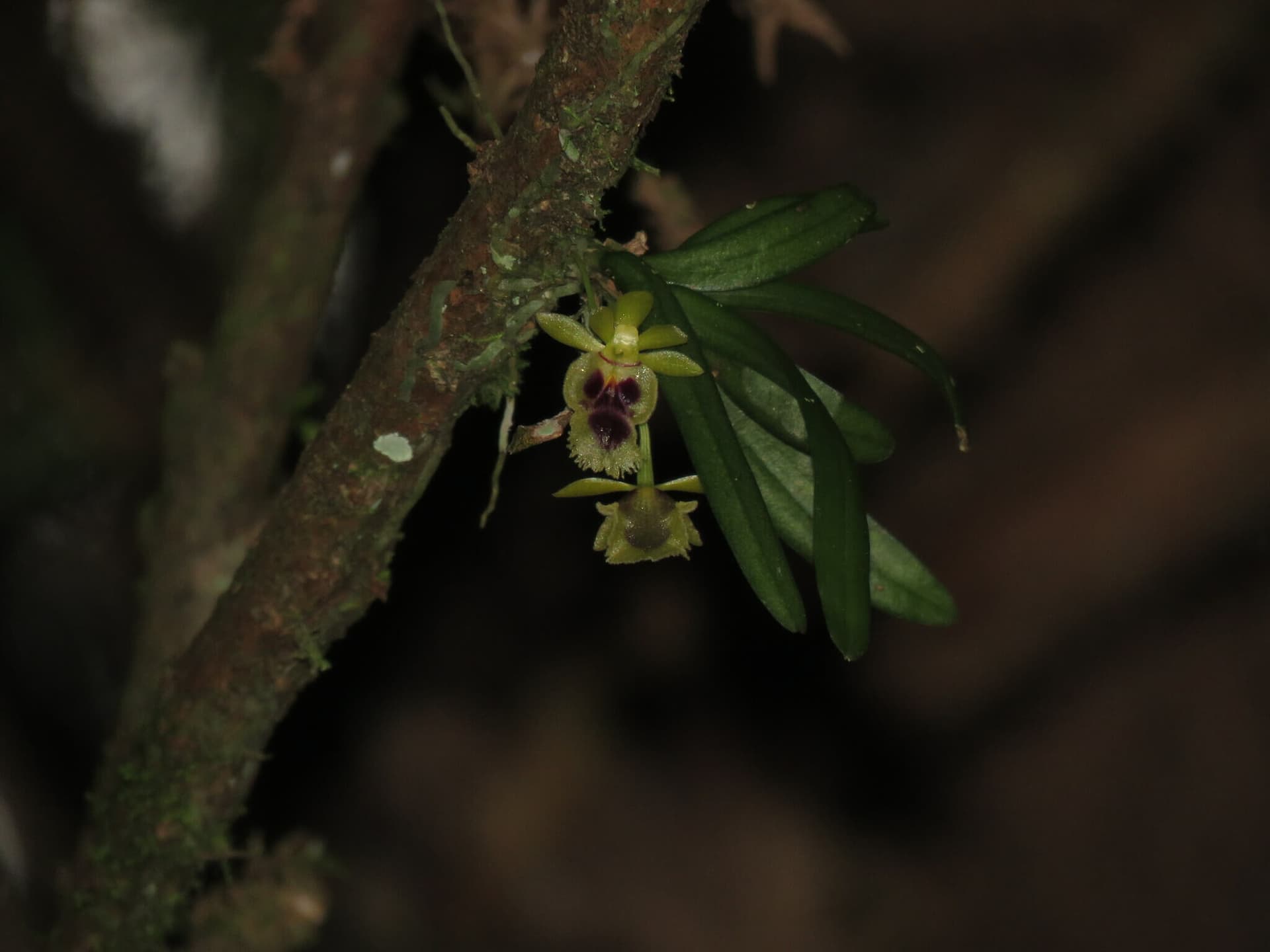 Taiwan Fragrant Orchid image