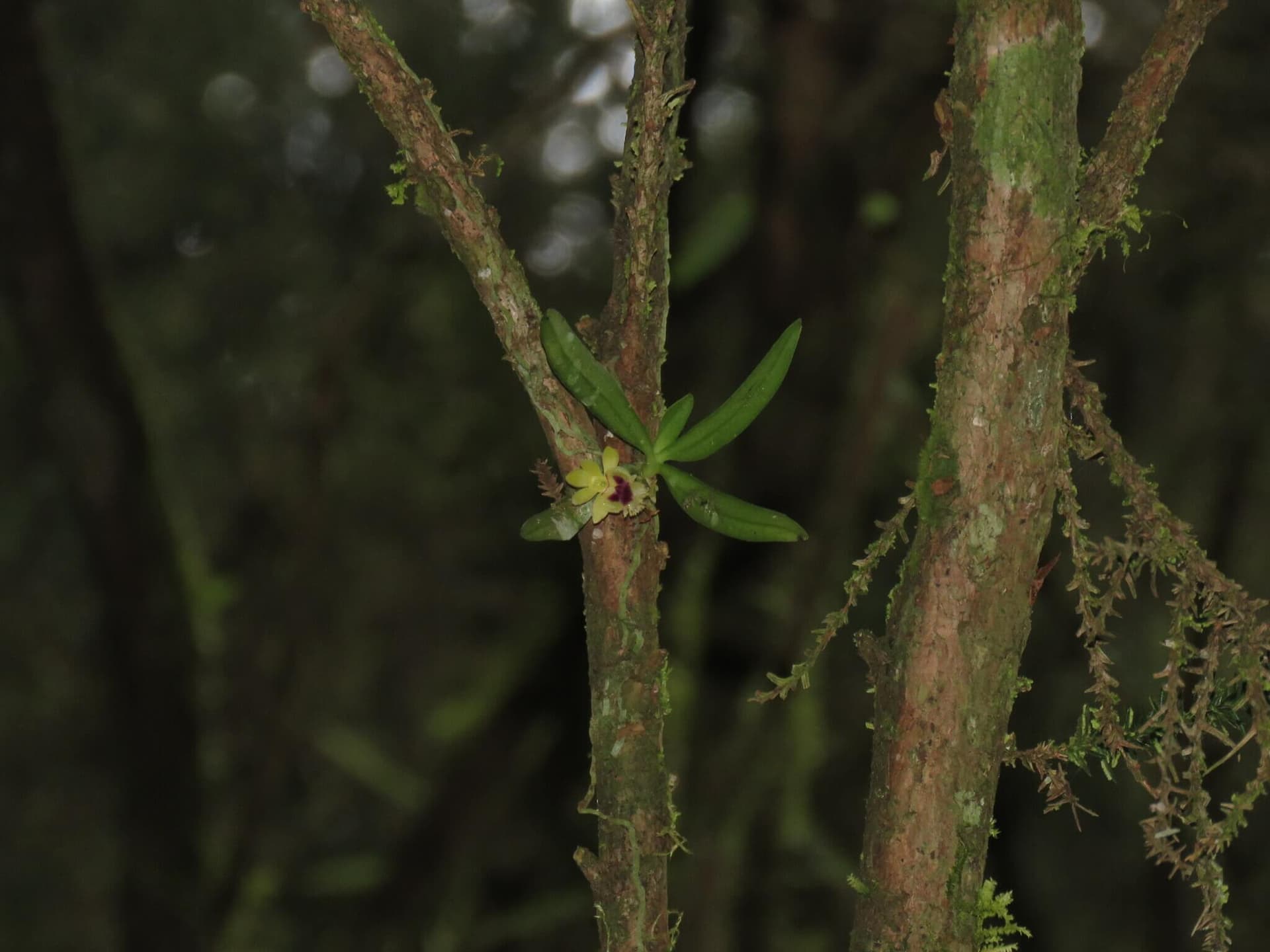 Taiwan Fragrant Orchid image