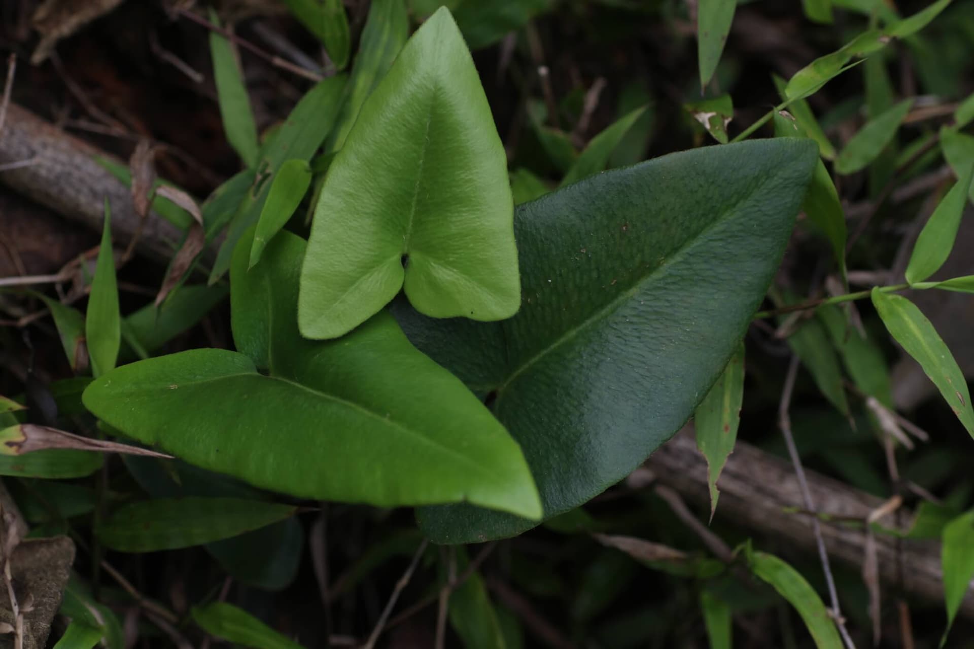 Heart Fern image