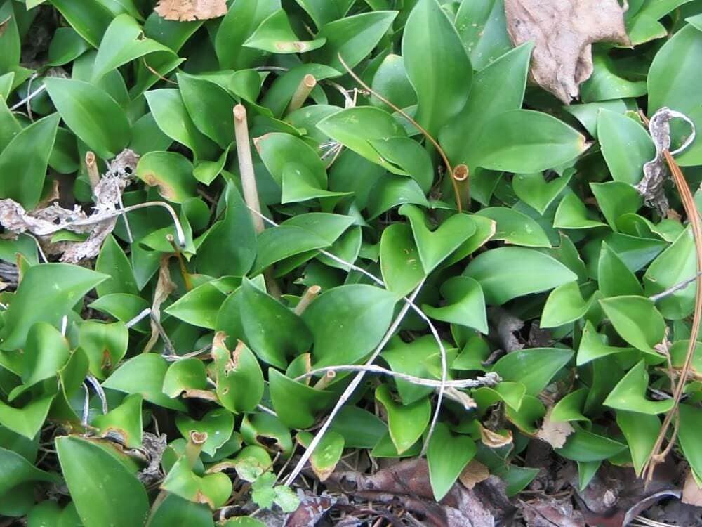 Fairy Hosta image
