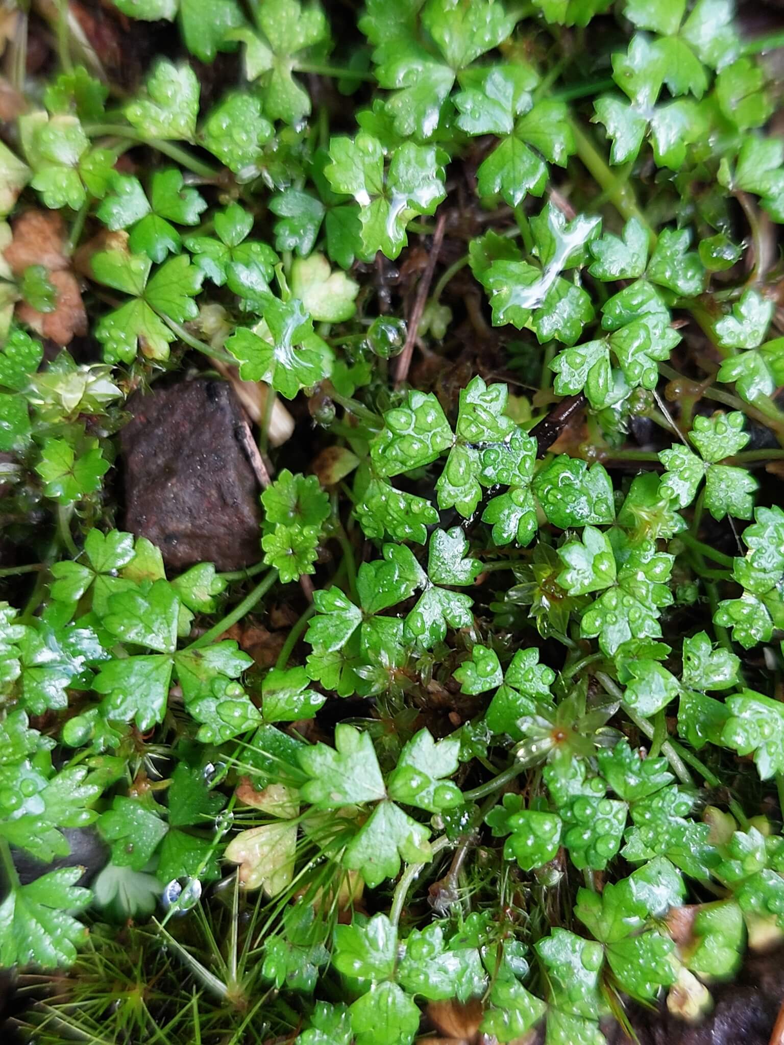 Japanese Pennywort image