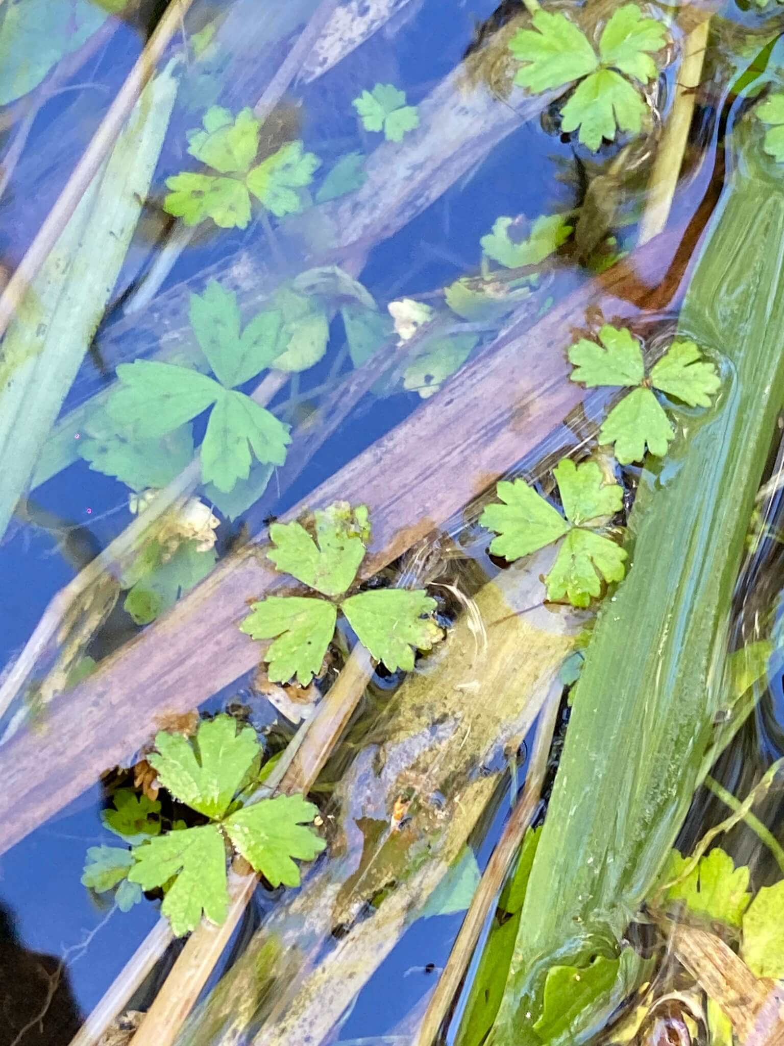 Japanese Pennywort image