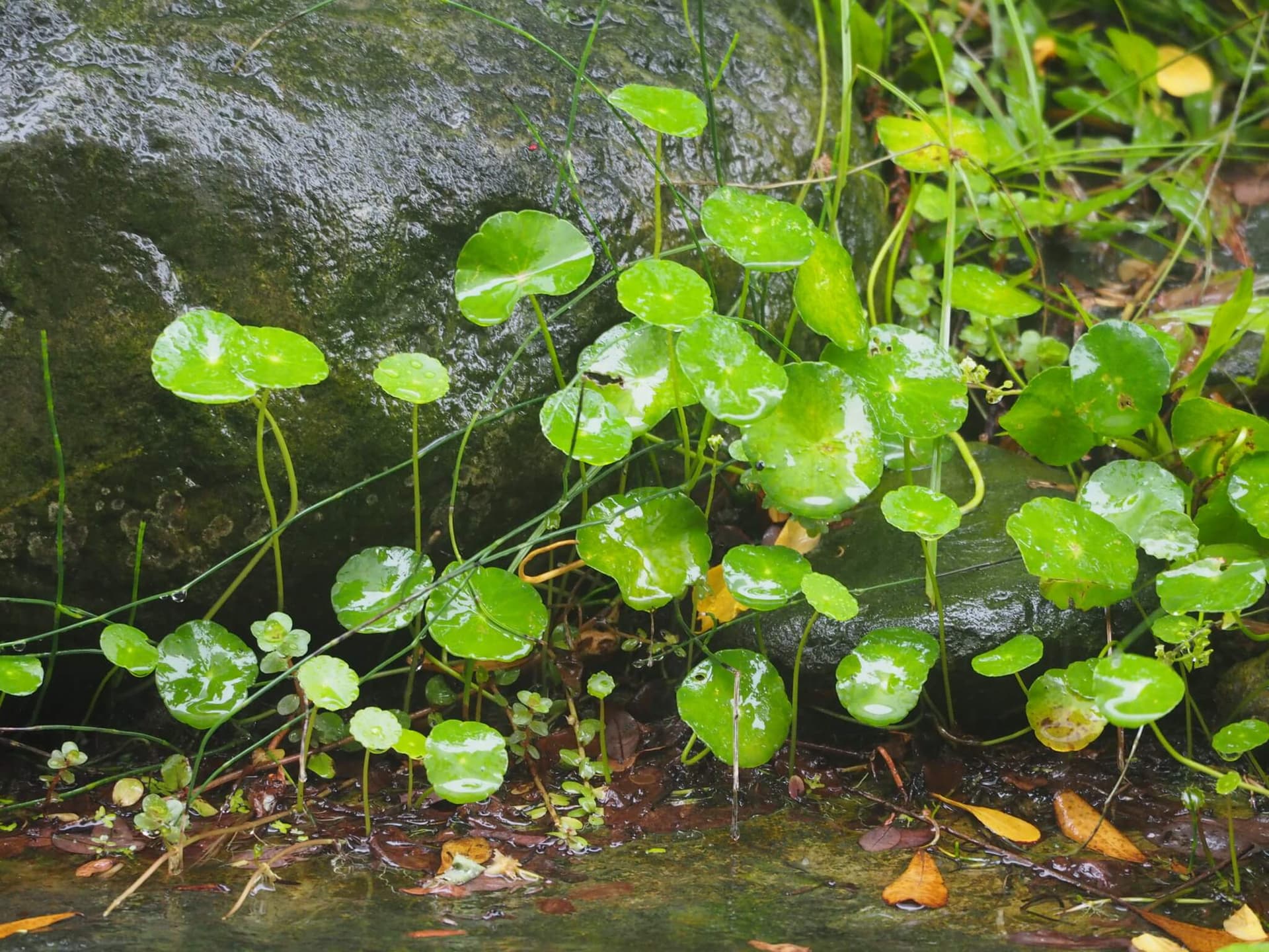 Whorled Pennywort image