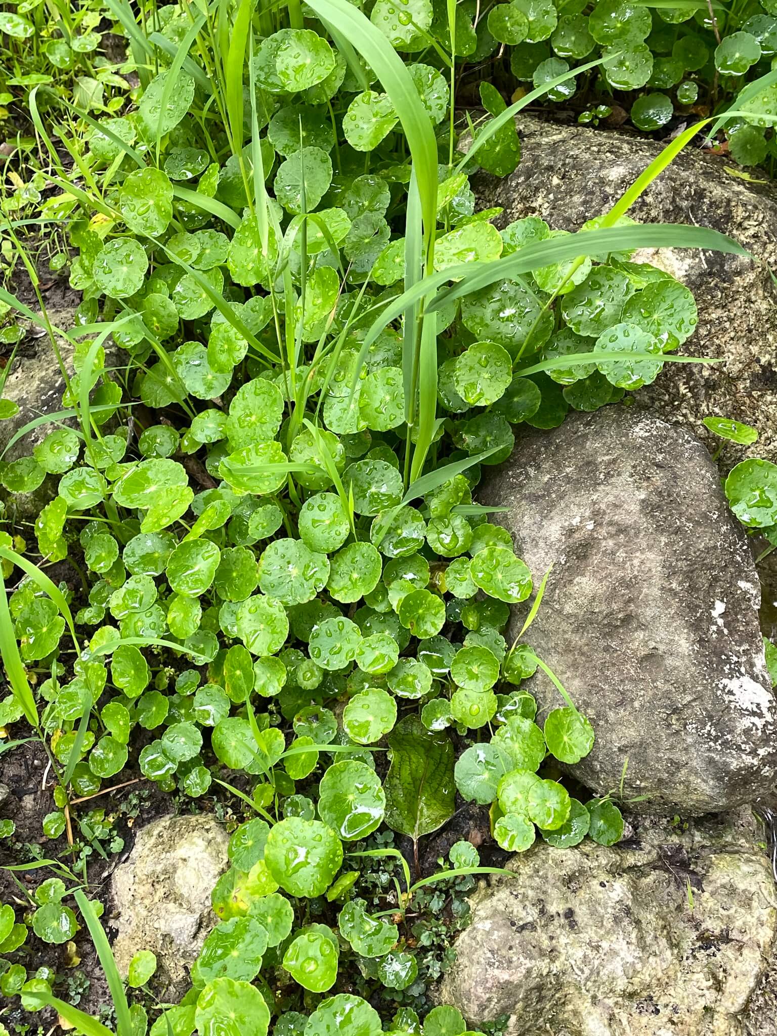 Whorled Pennywort image