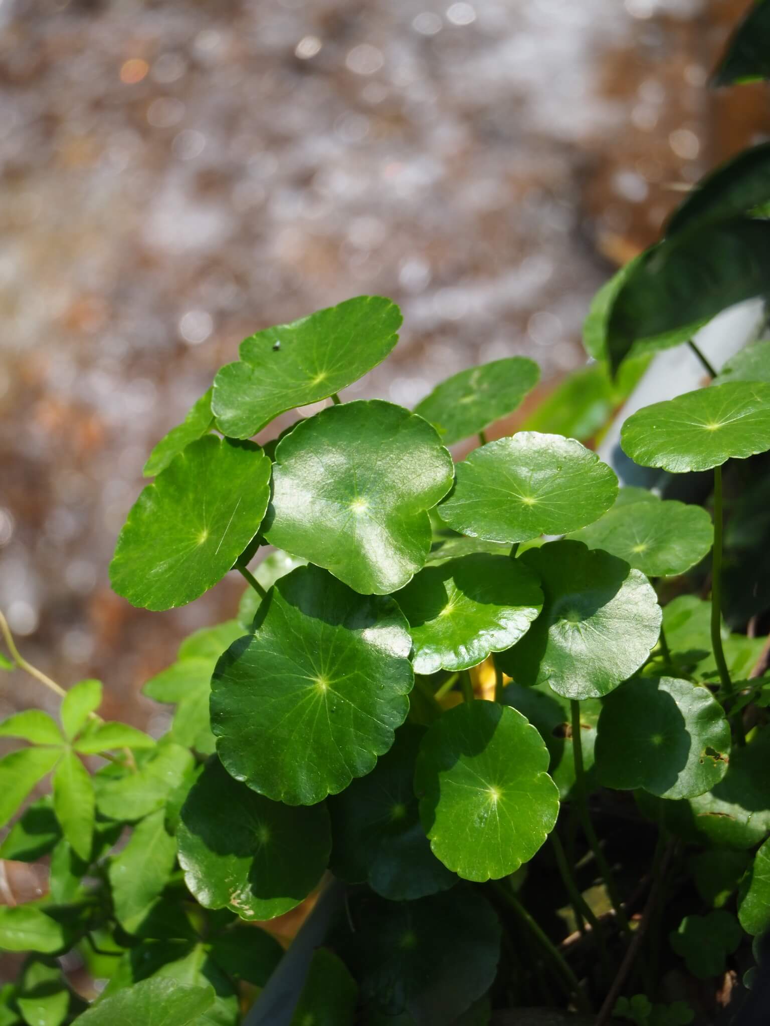 Whorled Pennywort image