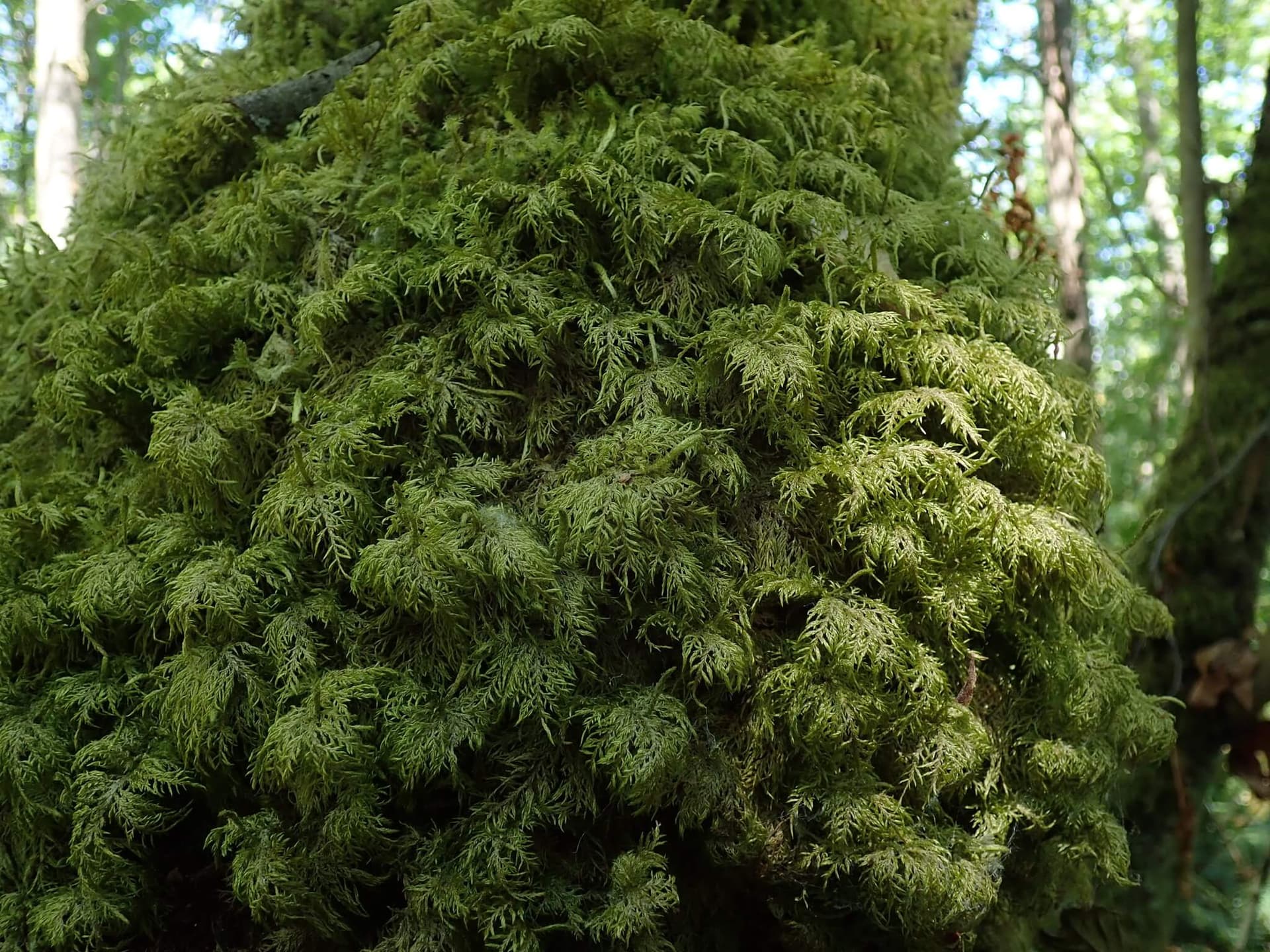 Glittering Wood-moss image