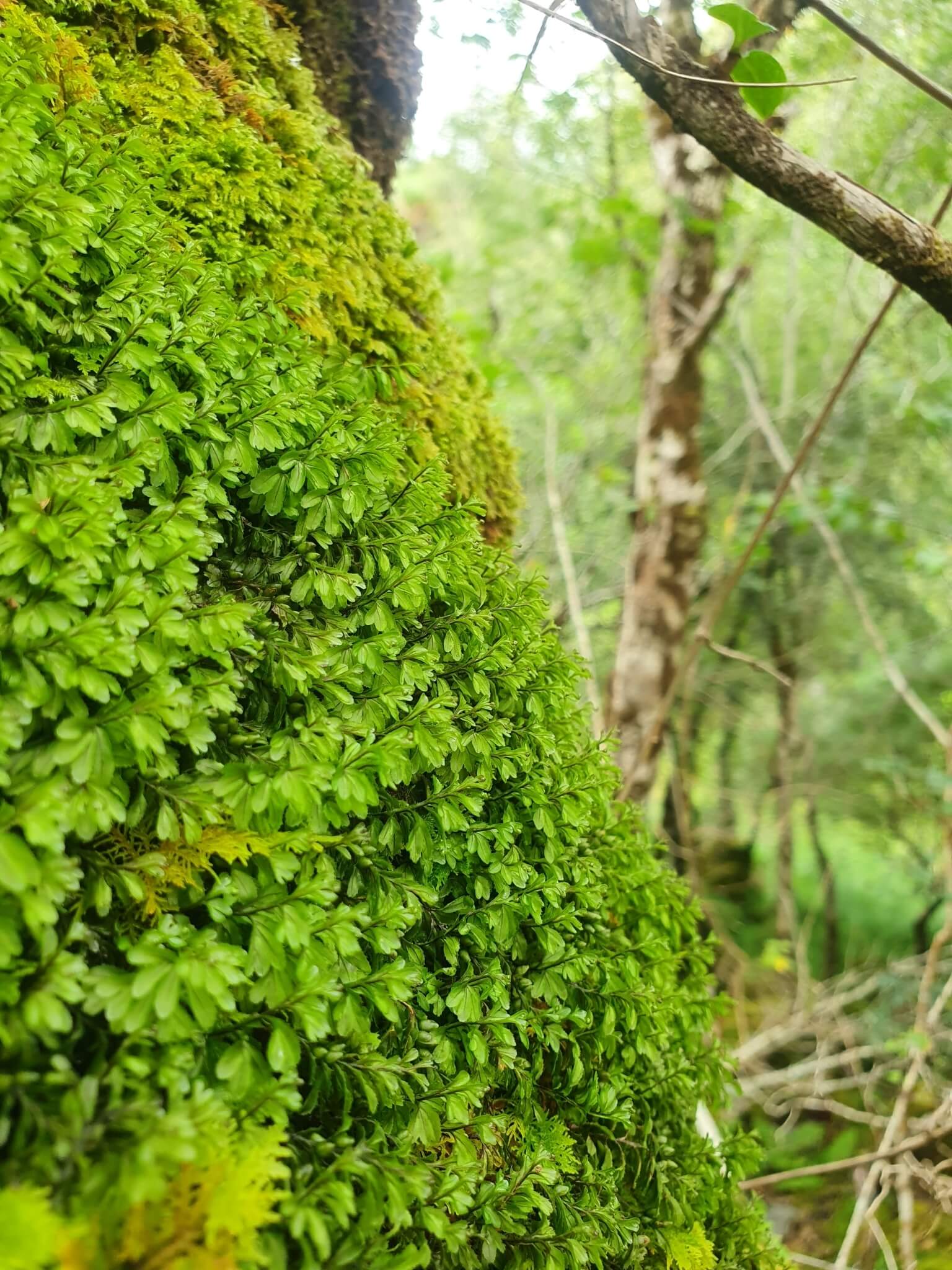 Wilson's Filmy Fern image