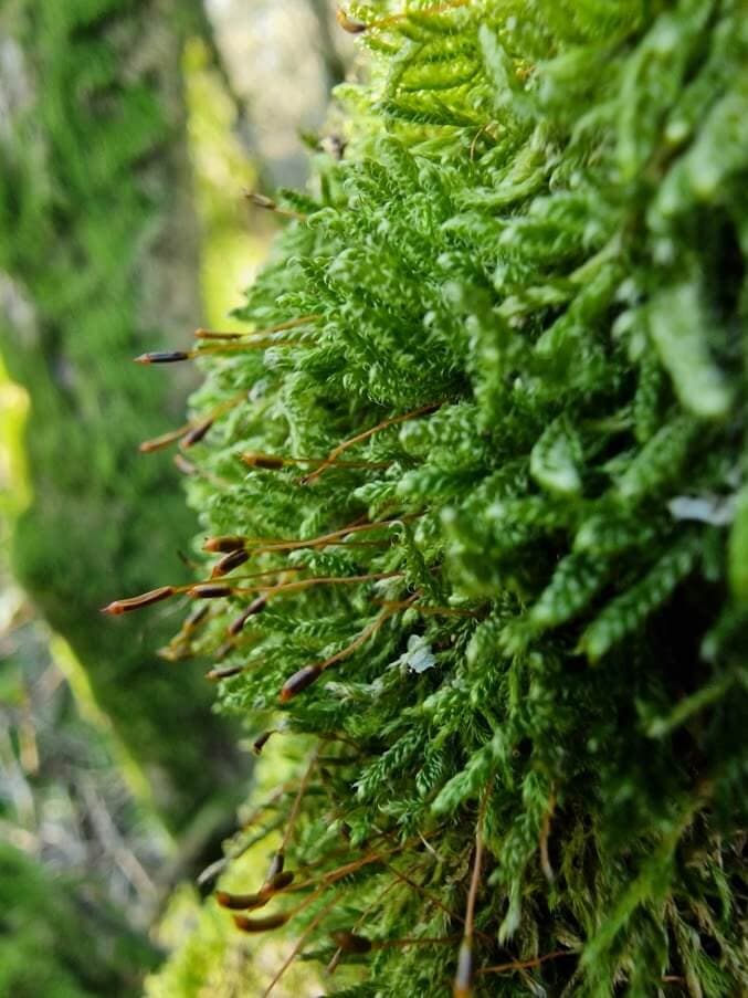 Carpet moss image