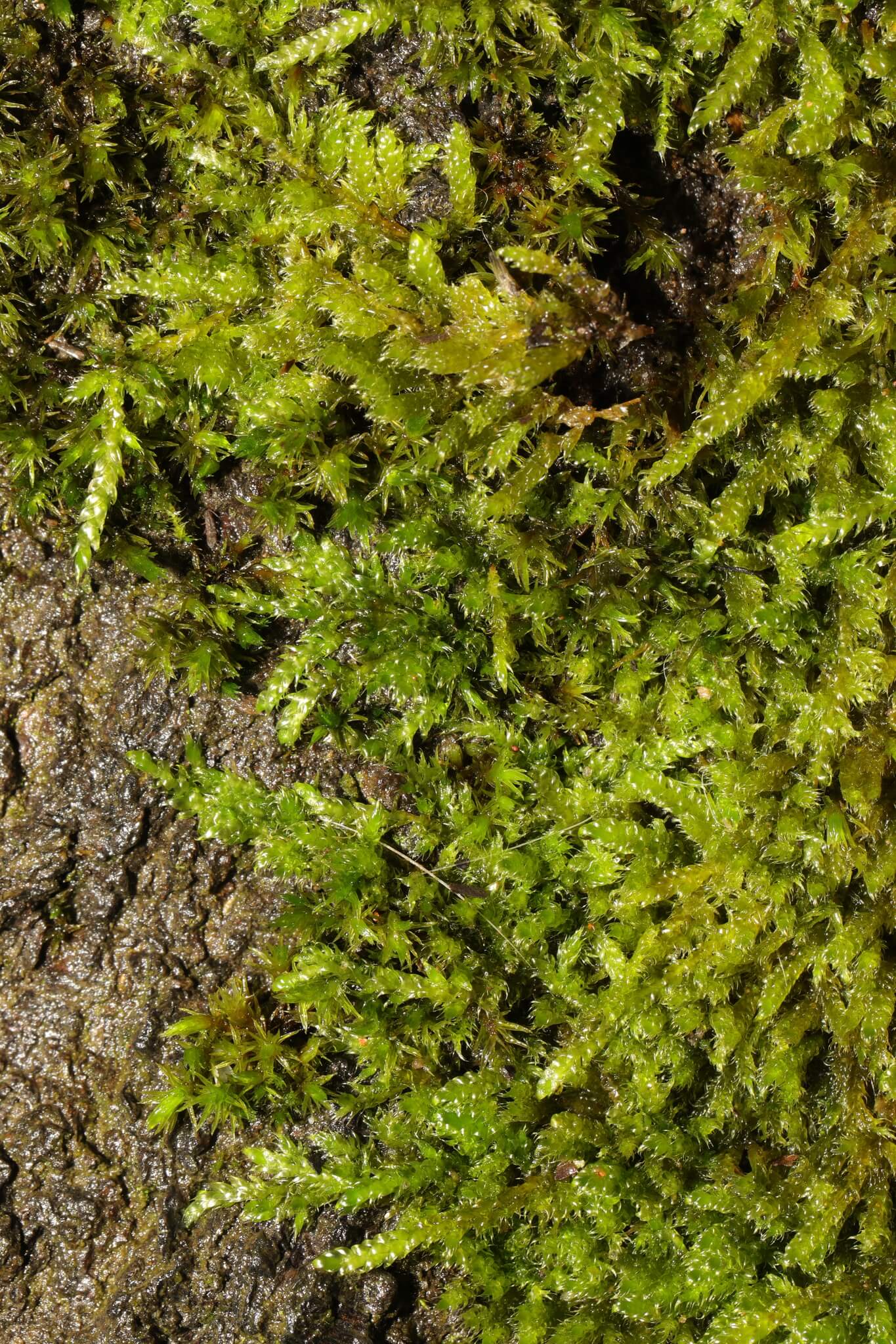 Carpet moss image