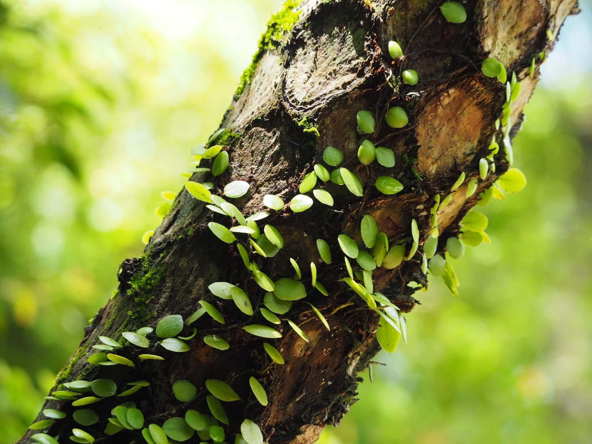 Bean Fern image