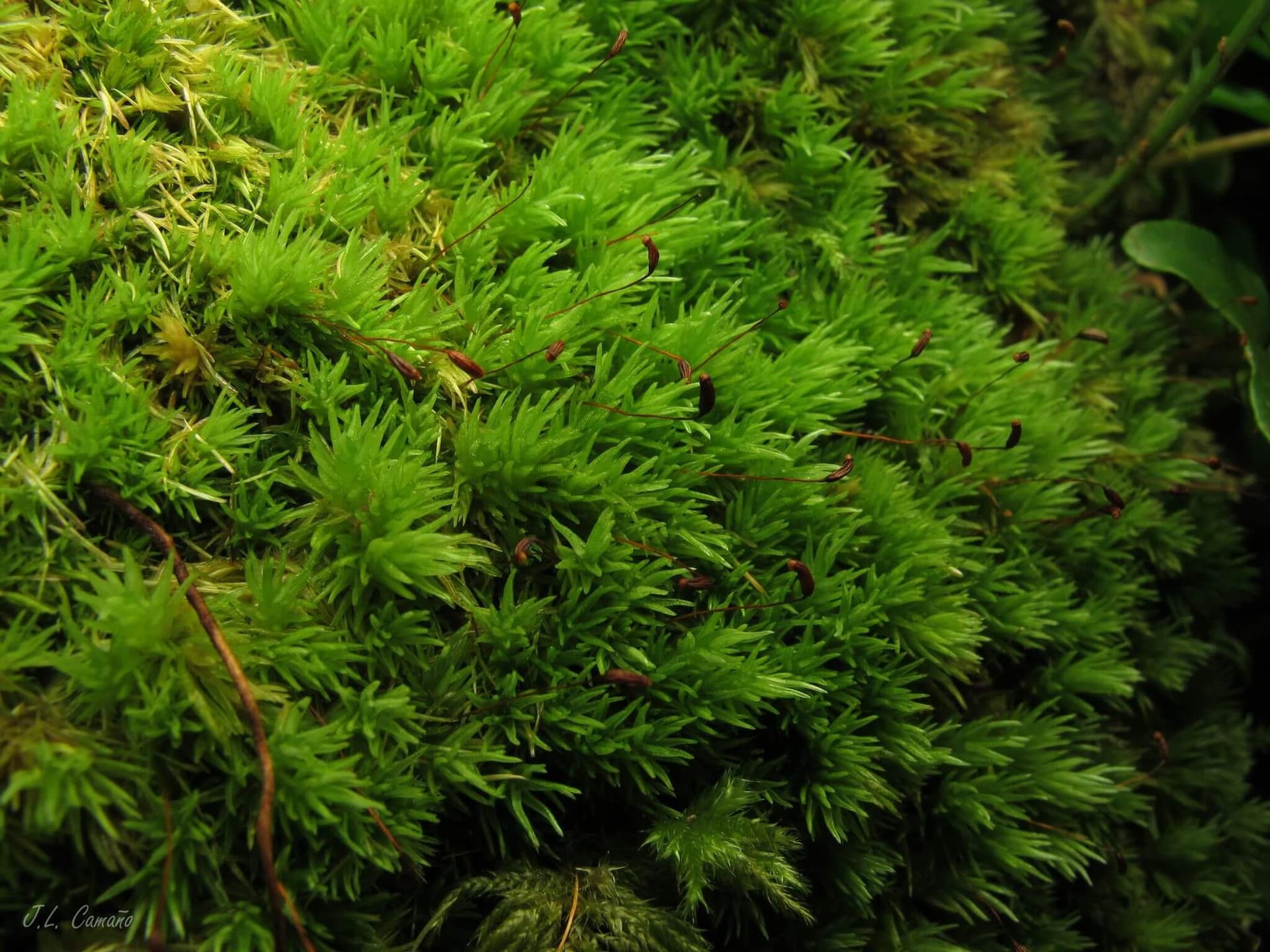 Cushion Moss image