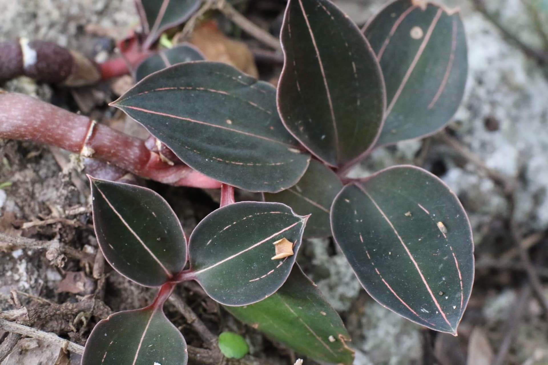 Ludisia discolor image
