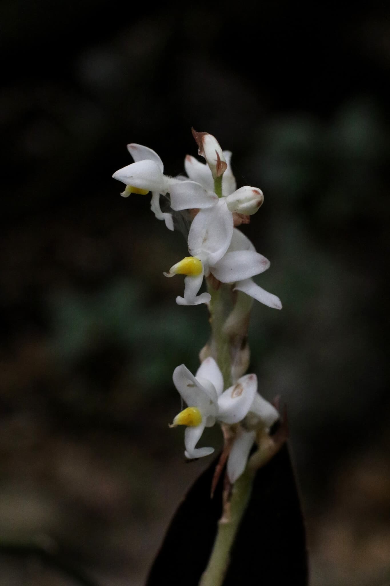 Ludisia discolor image
