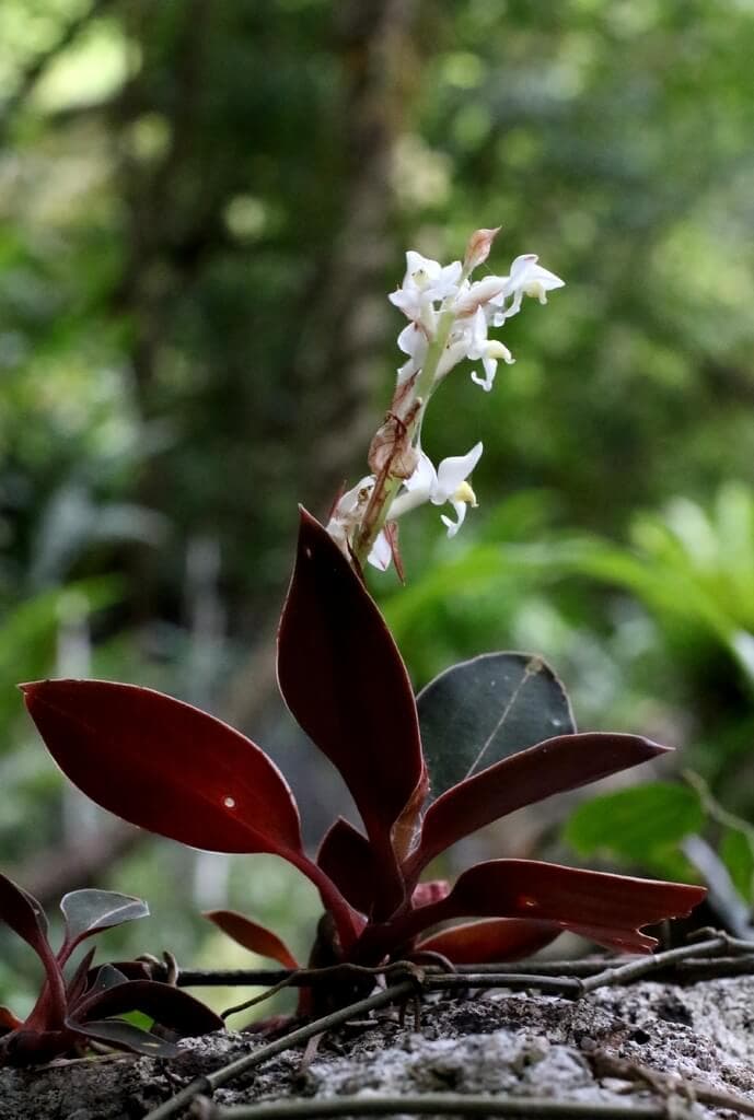 Ludisia discolor image