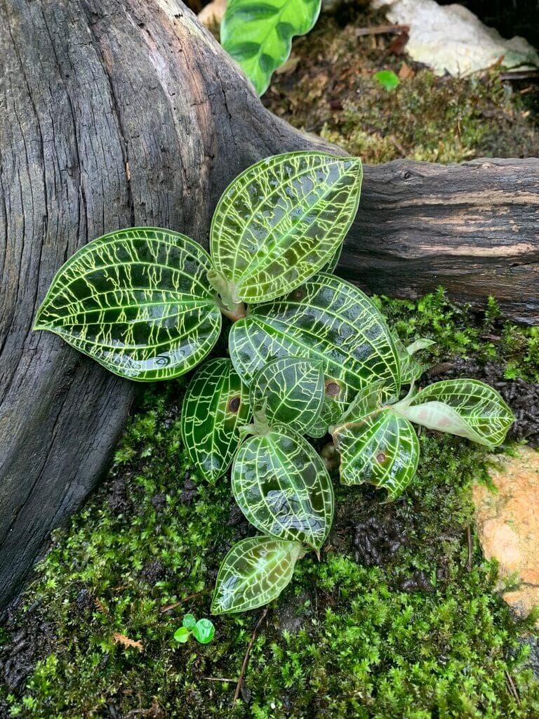 Lightning Jewel Orchid image