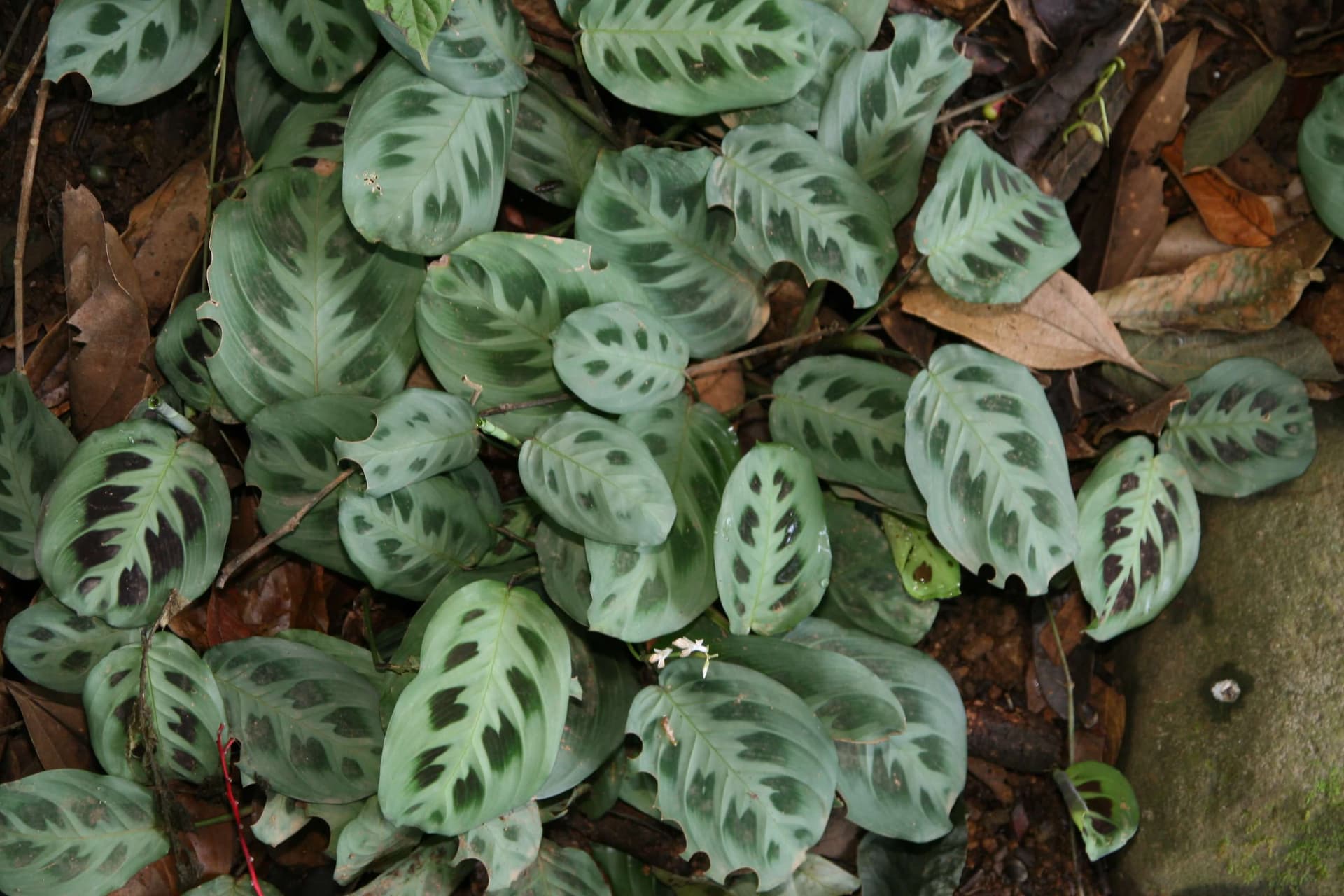 Prayer Plant image
