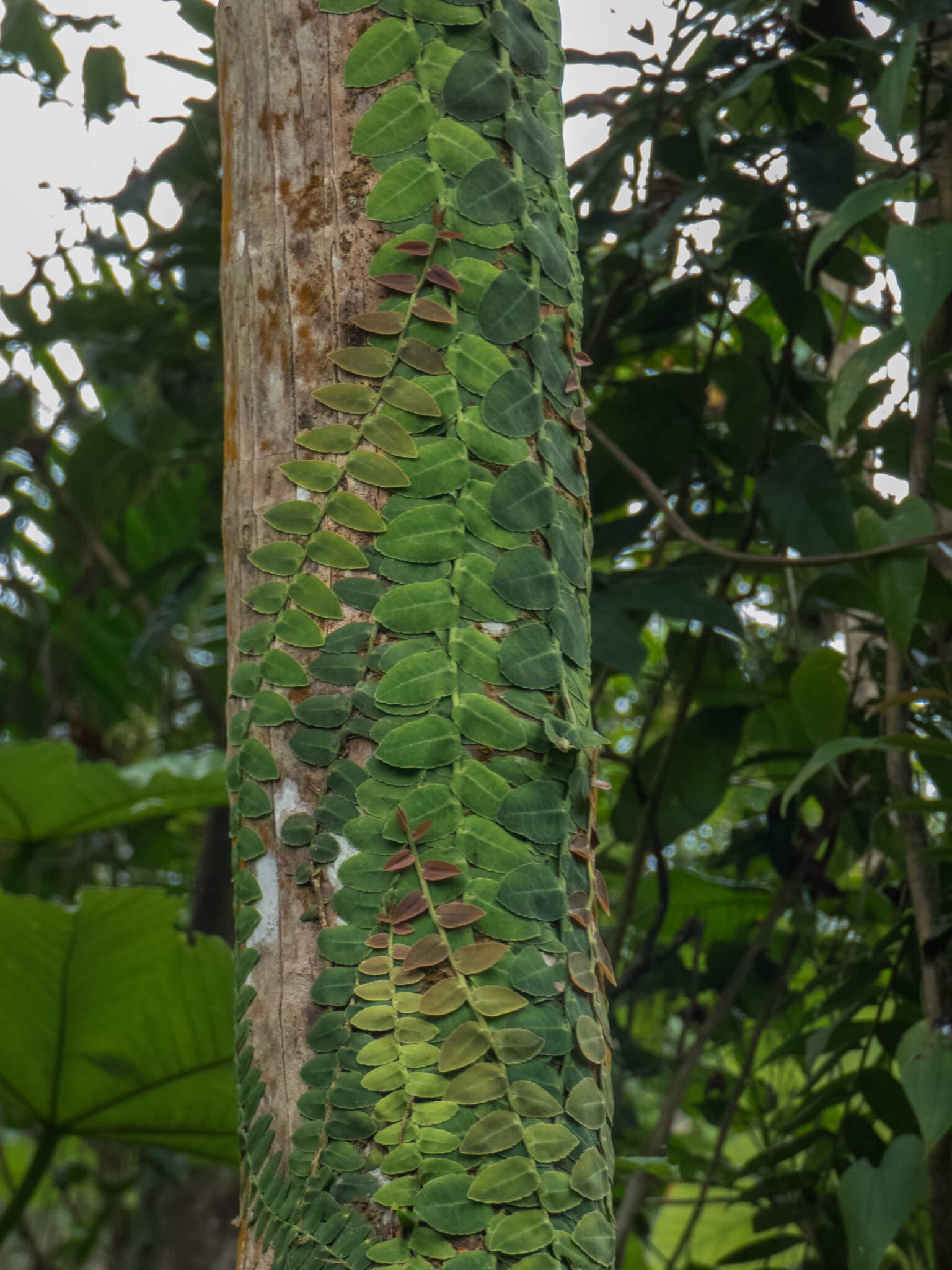 Marcgravia rectiflora image