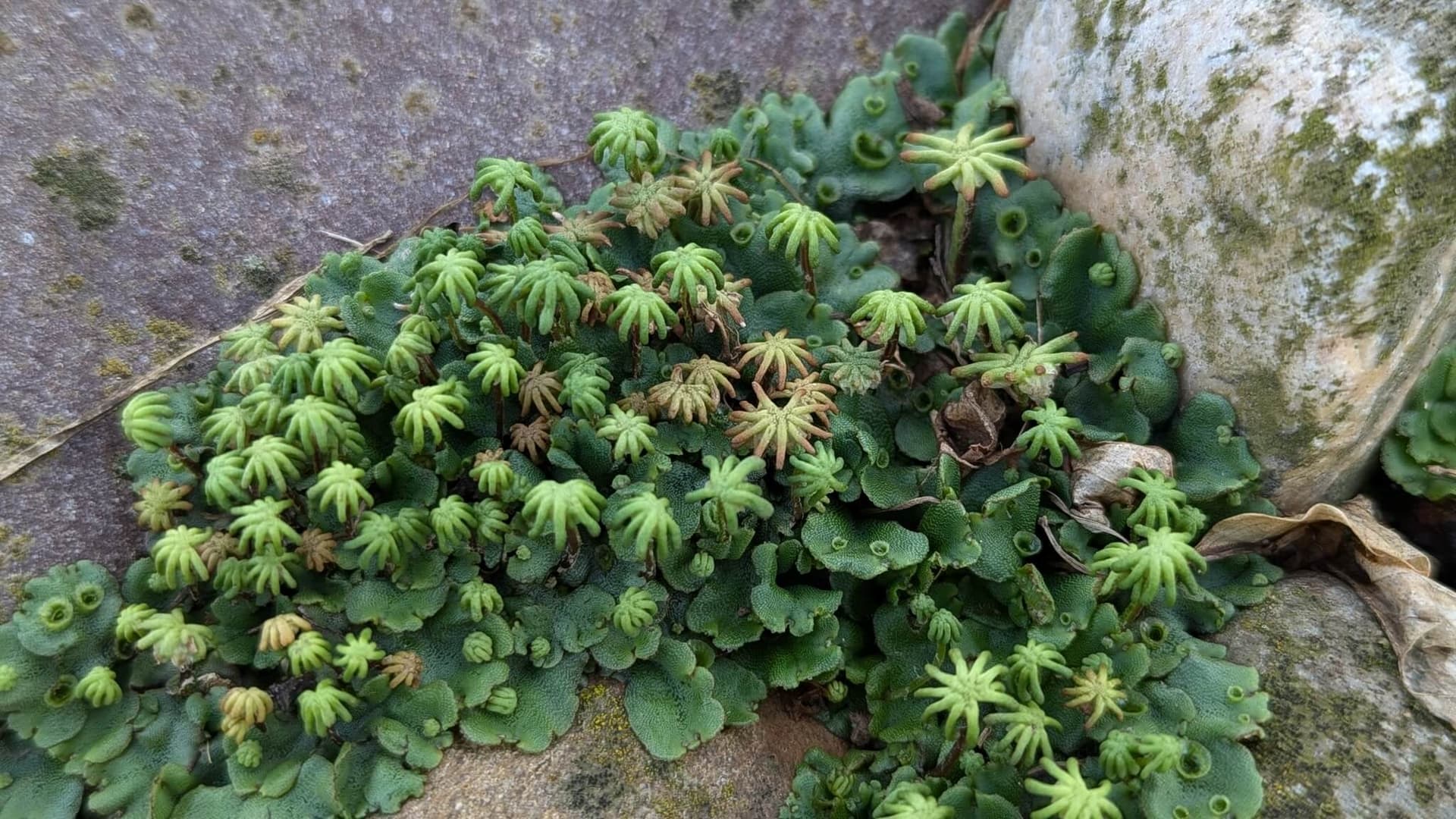 Common Liverwort image