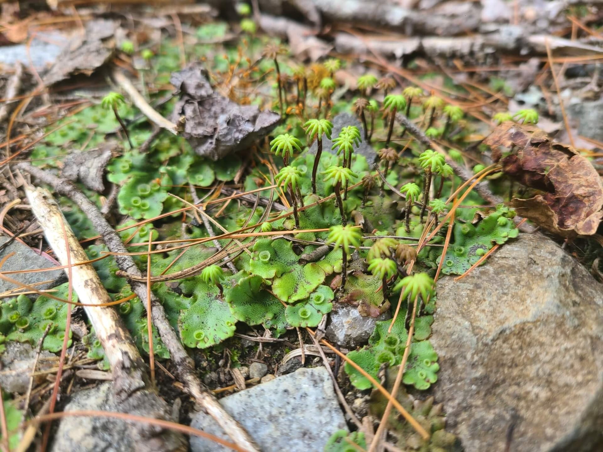 Common Liverwort image