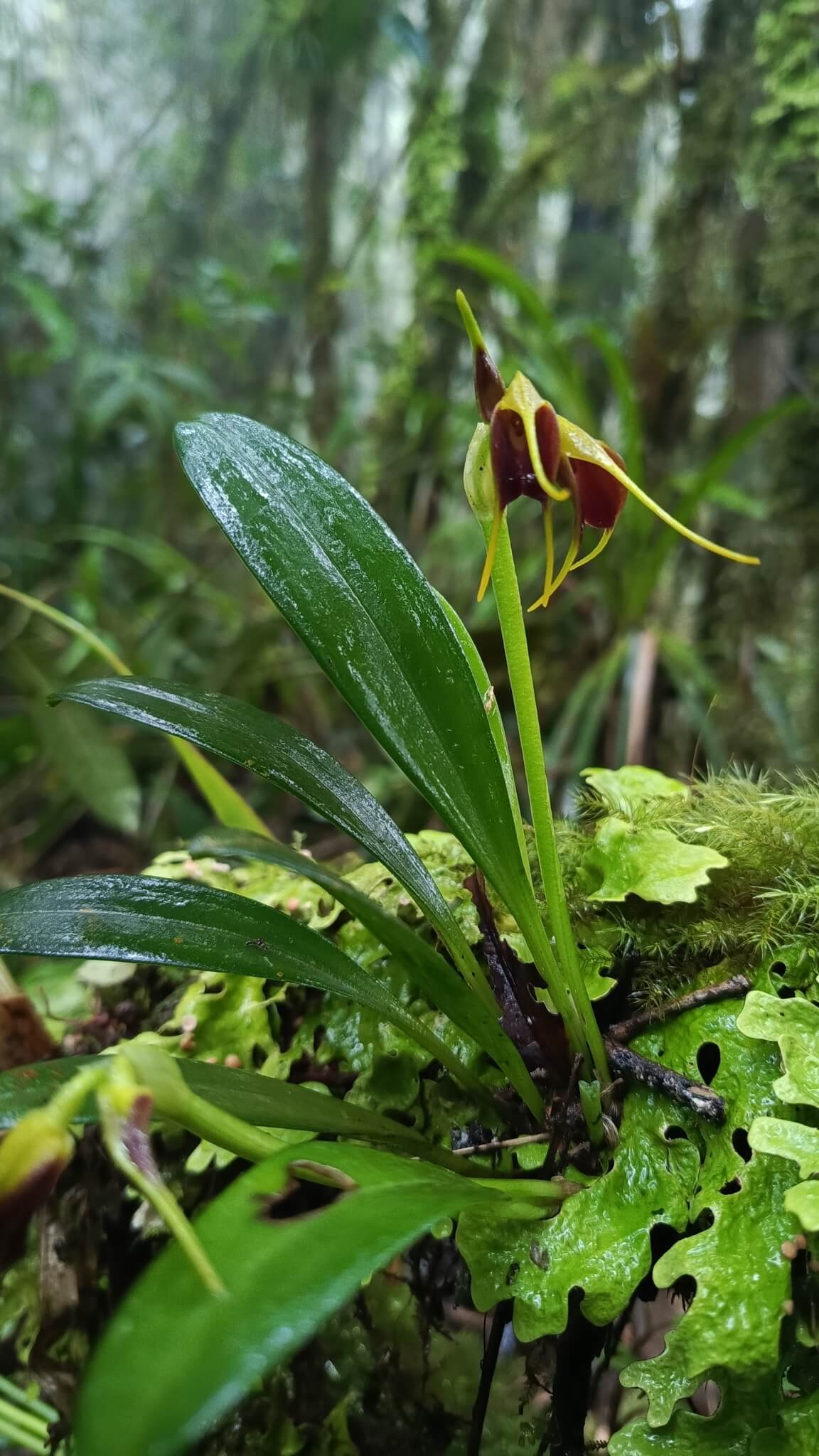 Two-Coloured Masdevallia image