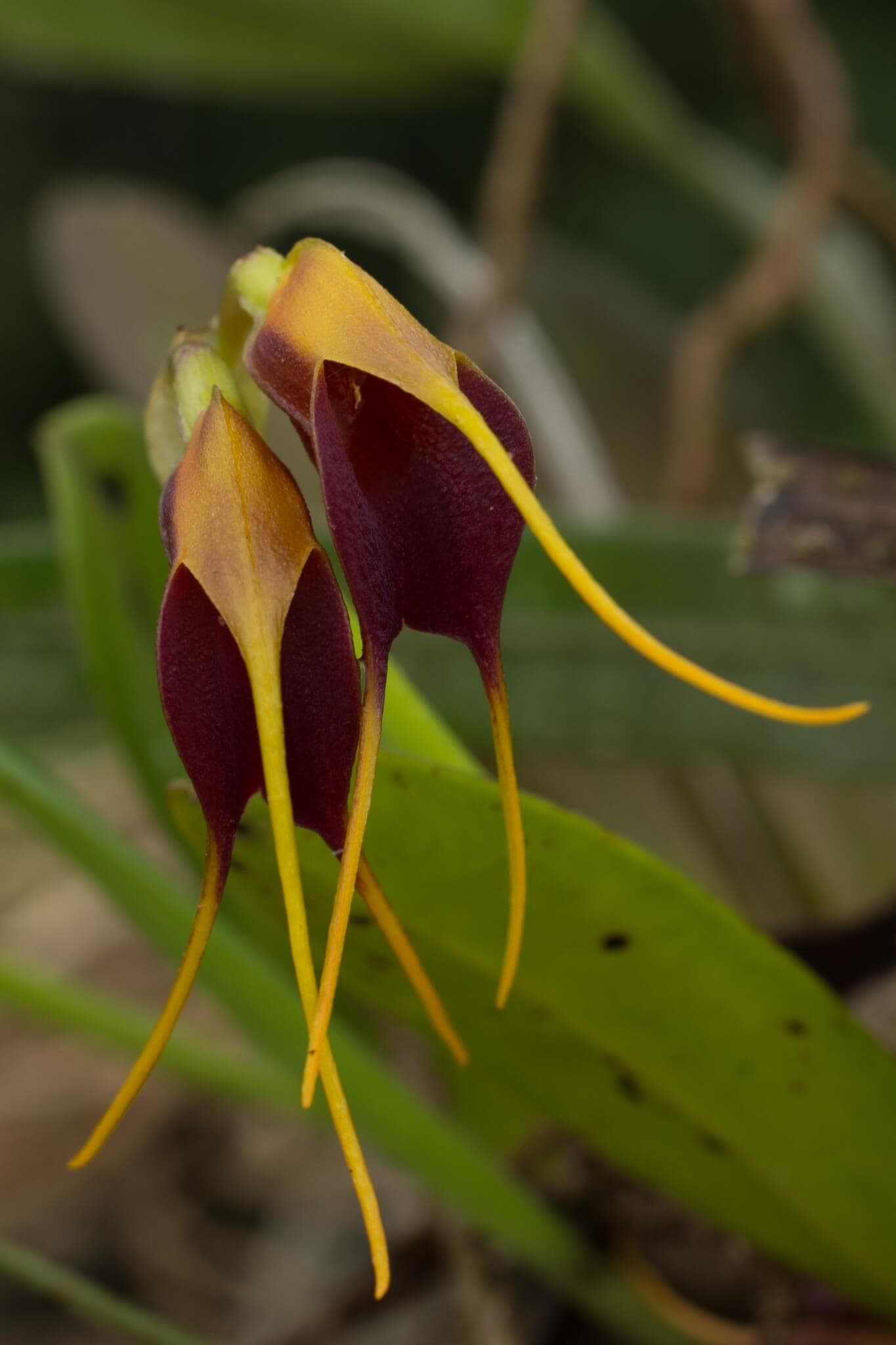 Two-Coloured Masdevallia image
