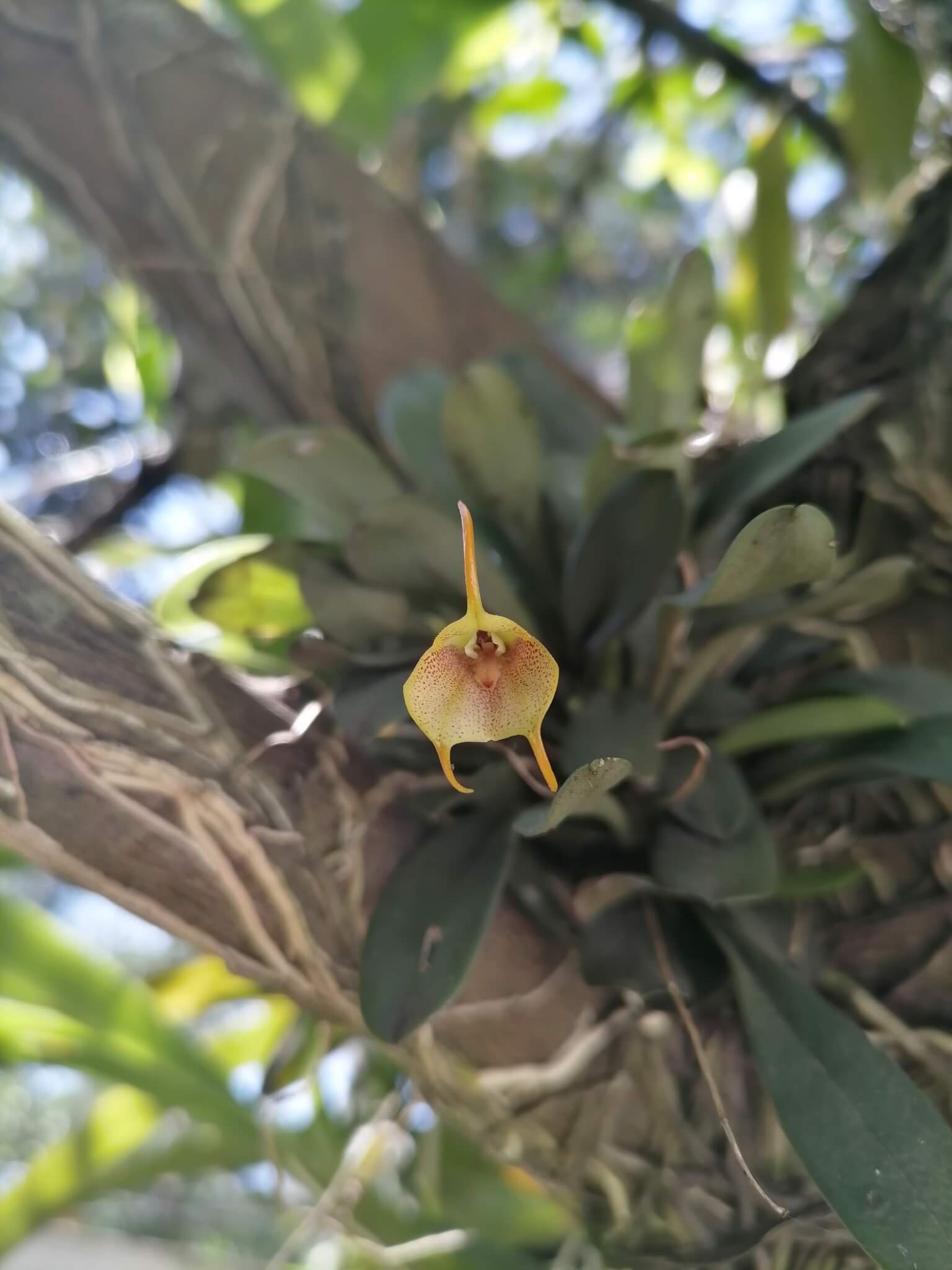 Easy-Blooming Masdevallia image