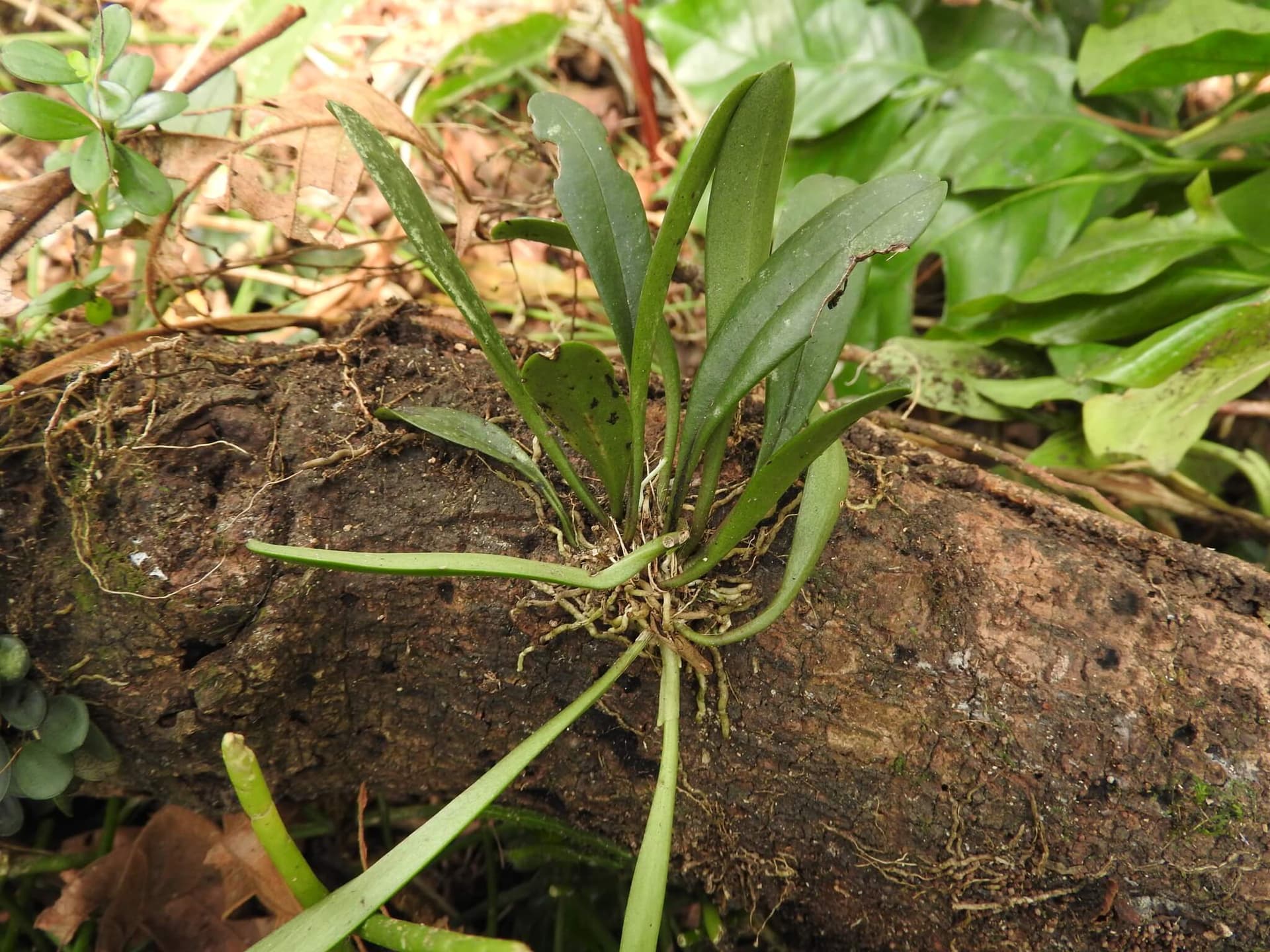 Easy-Blooming Masdevallia image