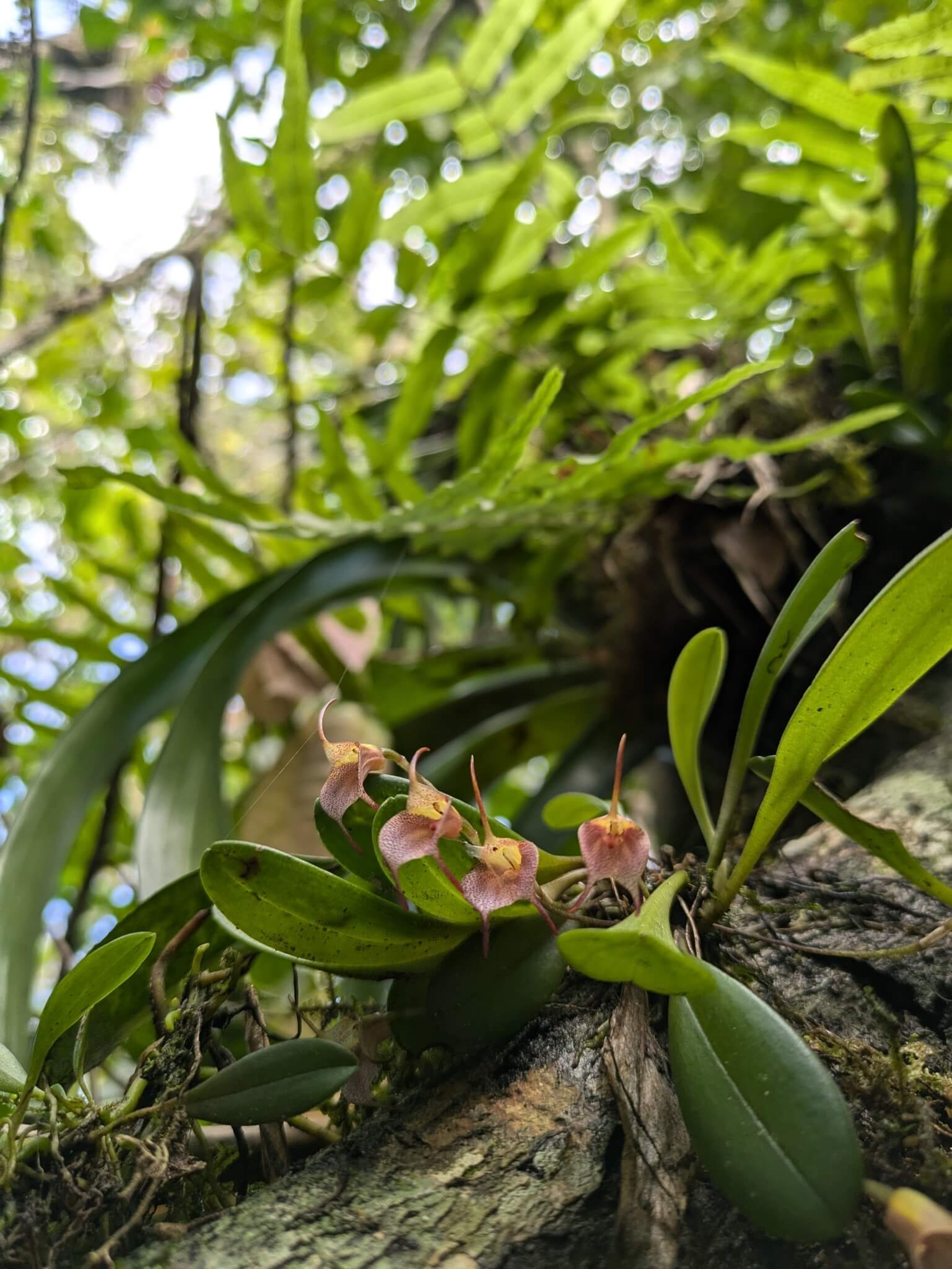 Easy-Blooming Masdevallia image