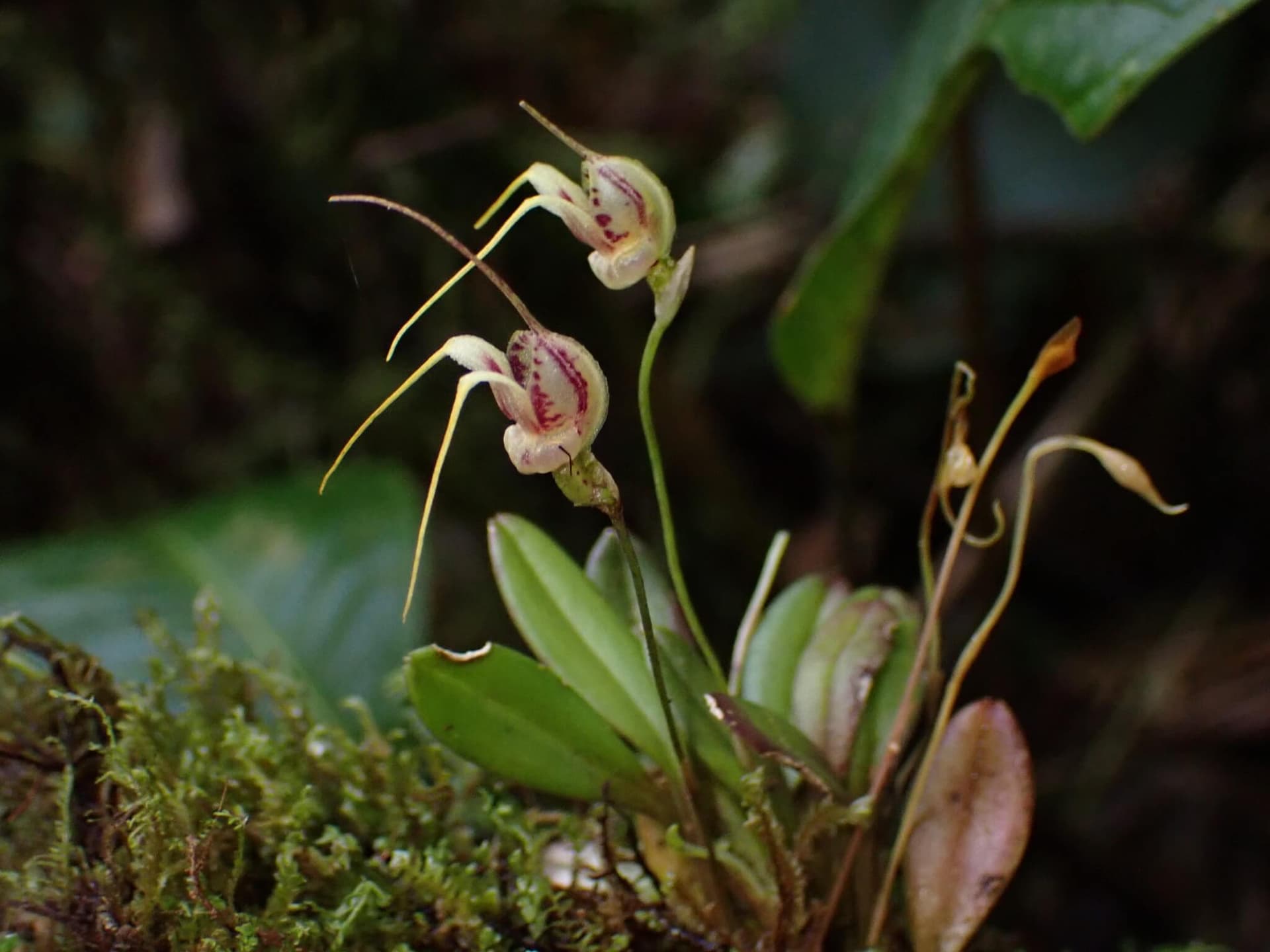 Nesting Masdevallia image