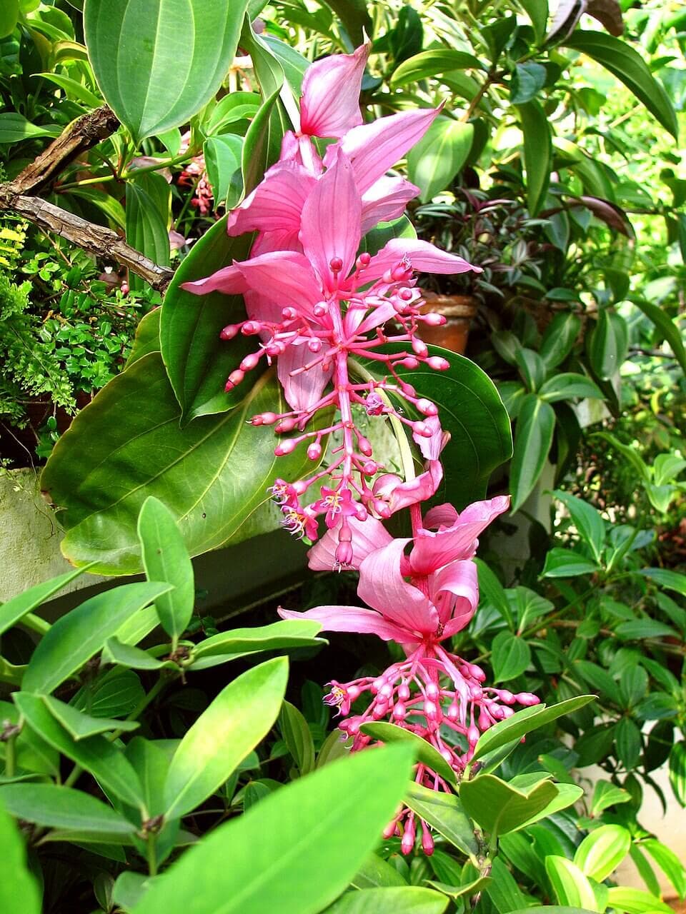 Showy Medinilla image