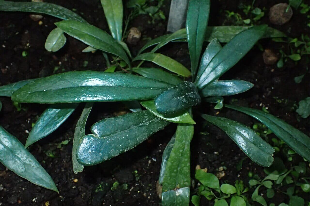 Blue Oil Fern image