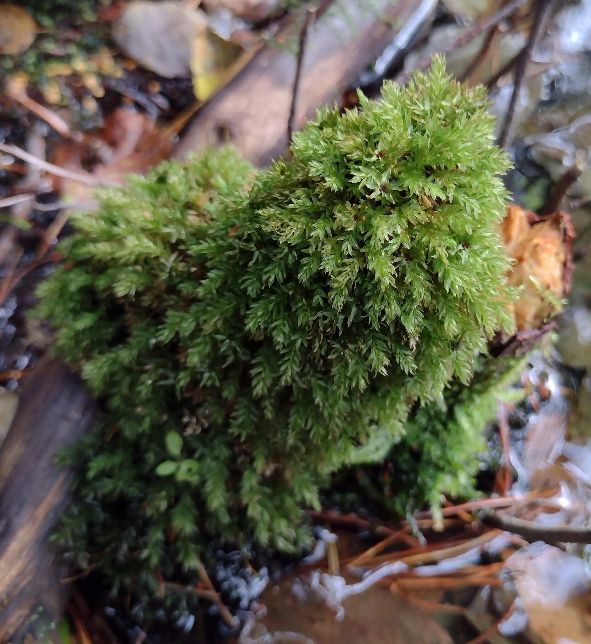 Swan's-neck Thyme-moss image