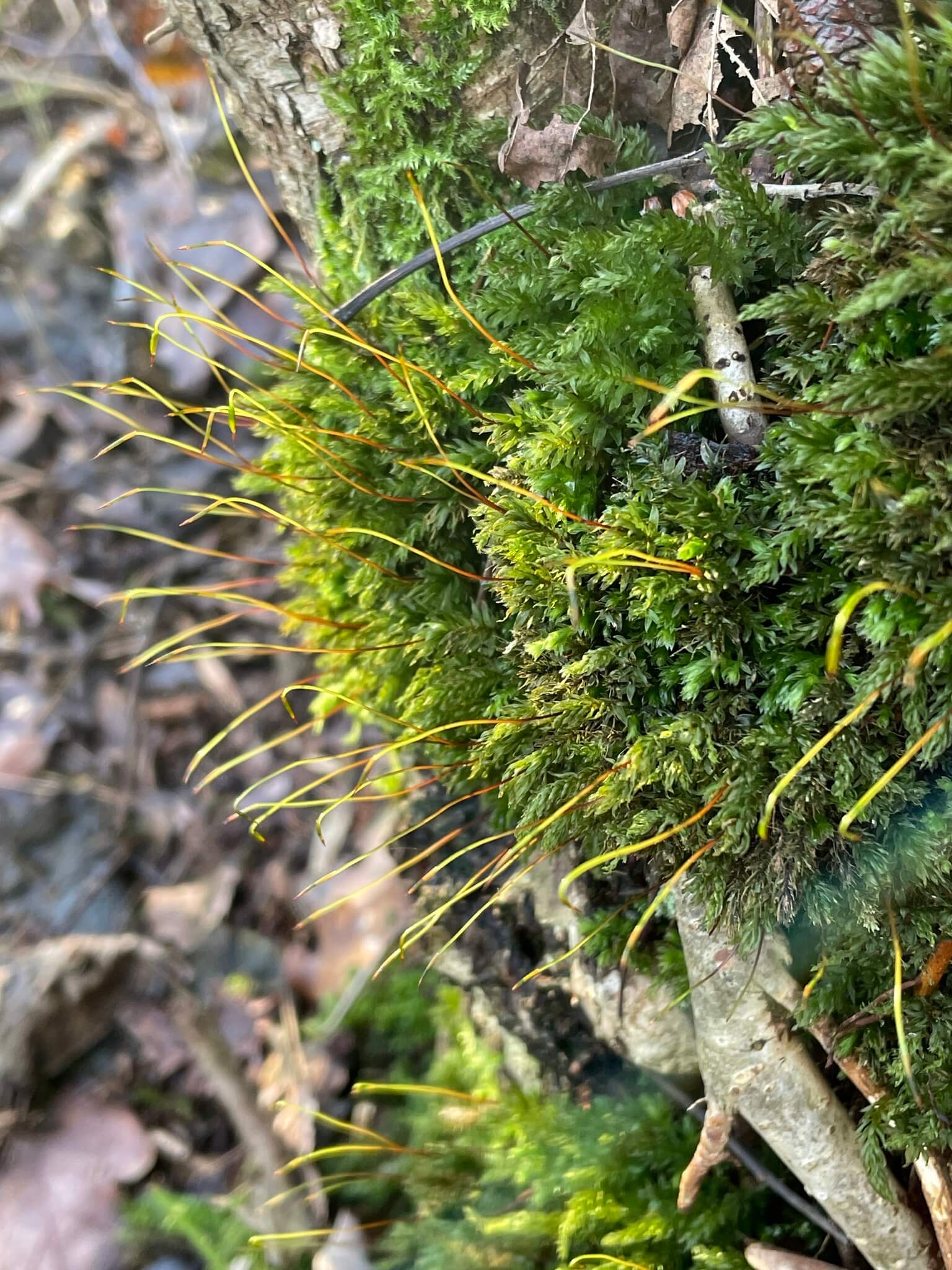 Swan's-neck Thyme-moss image