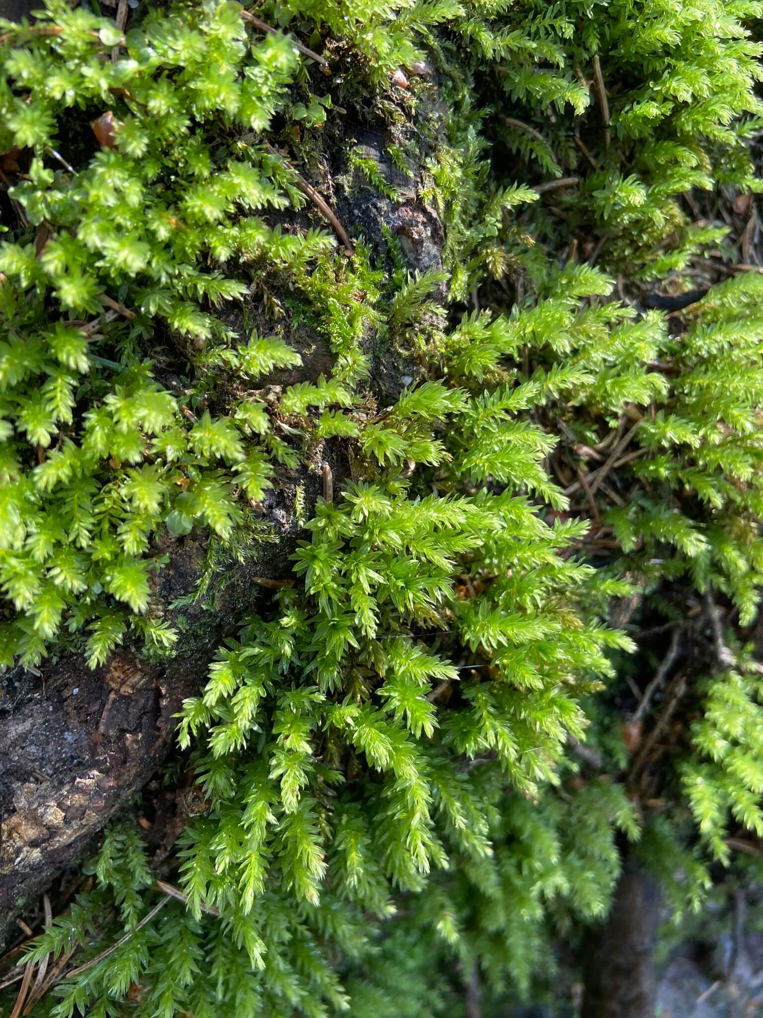 Swan's-neck Thyme-moss image