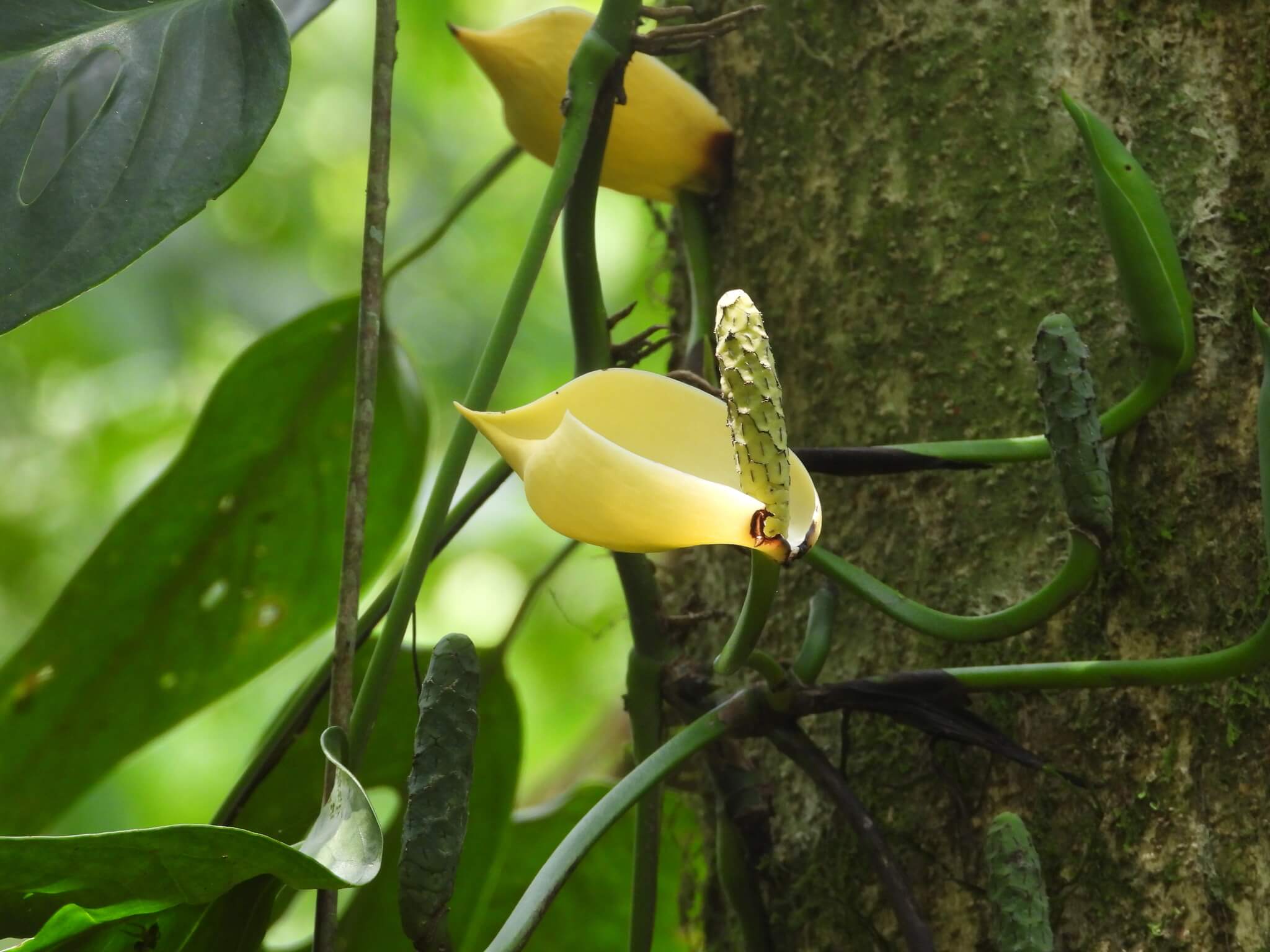Monkey Mask Plant image