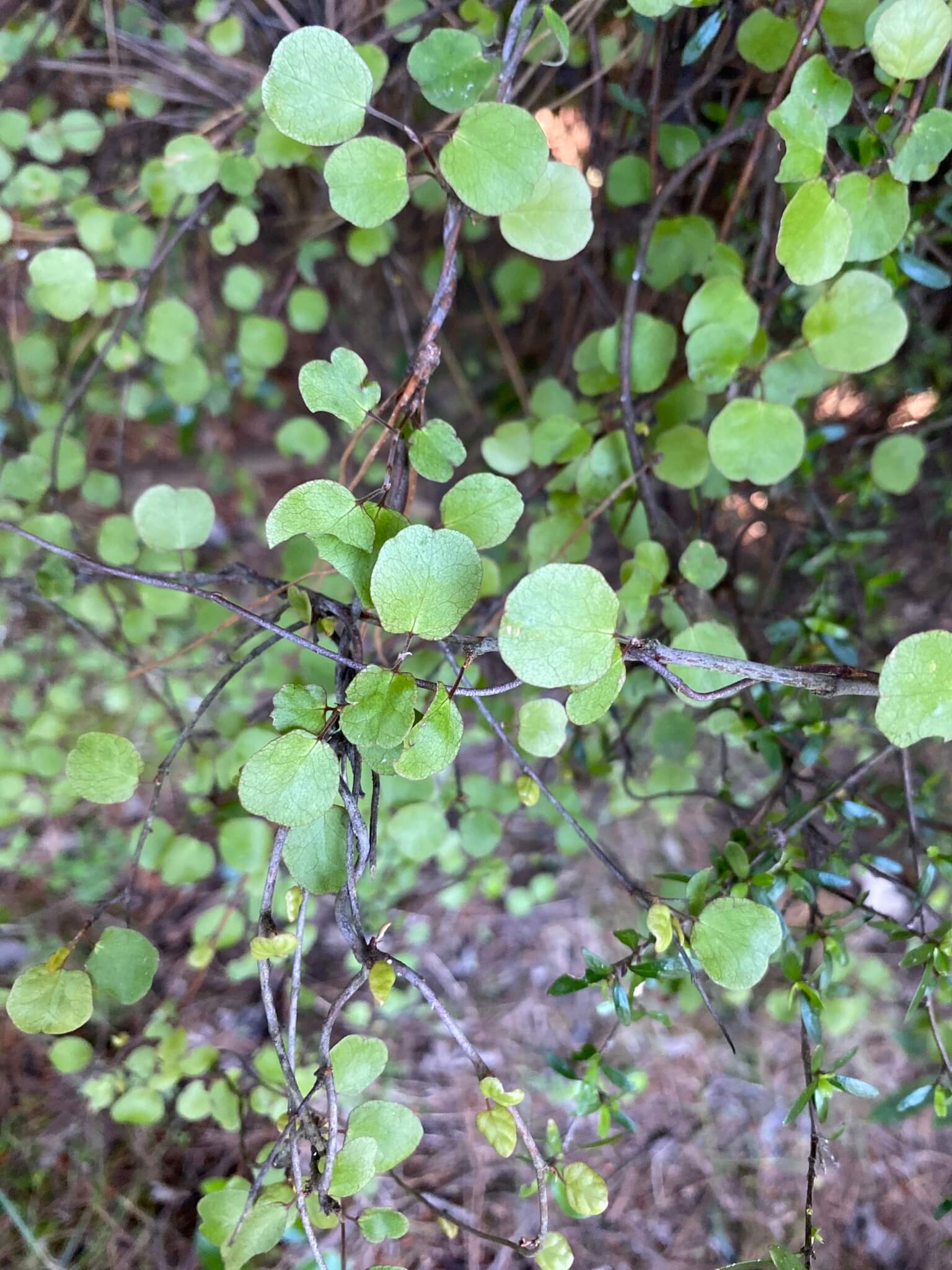 Wire Vine image