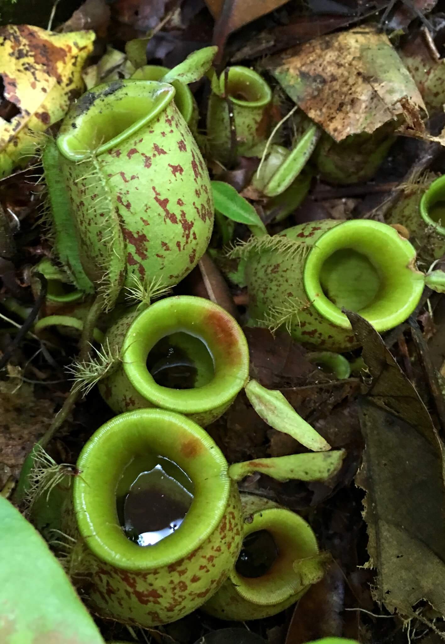 Flask-Shaped Pitcher Plant image