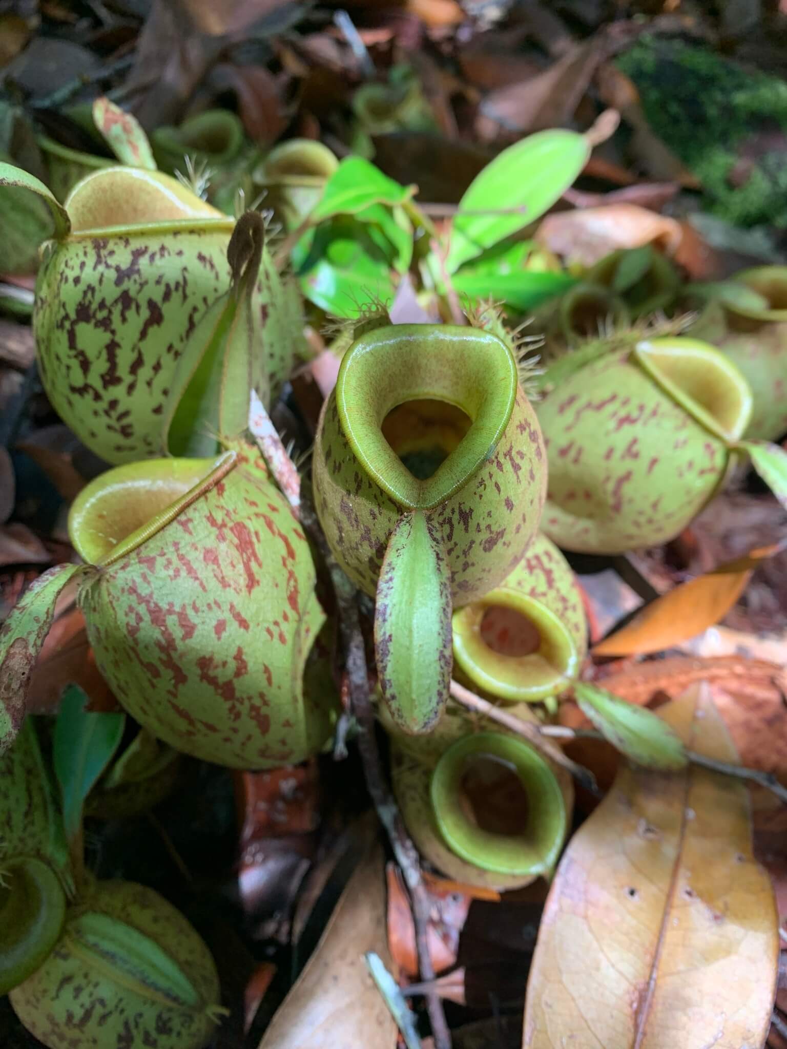 Flask-Shaped Pitcher Plant image