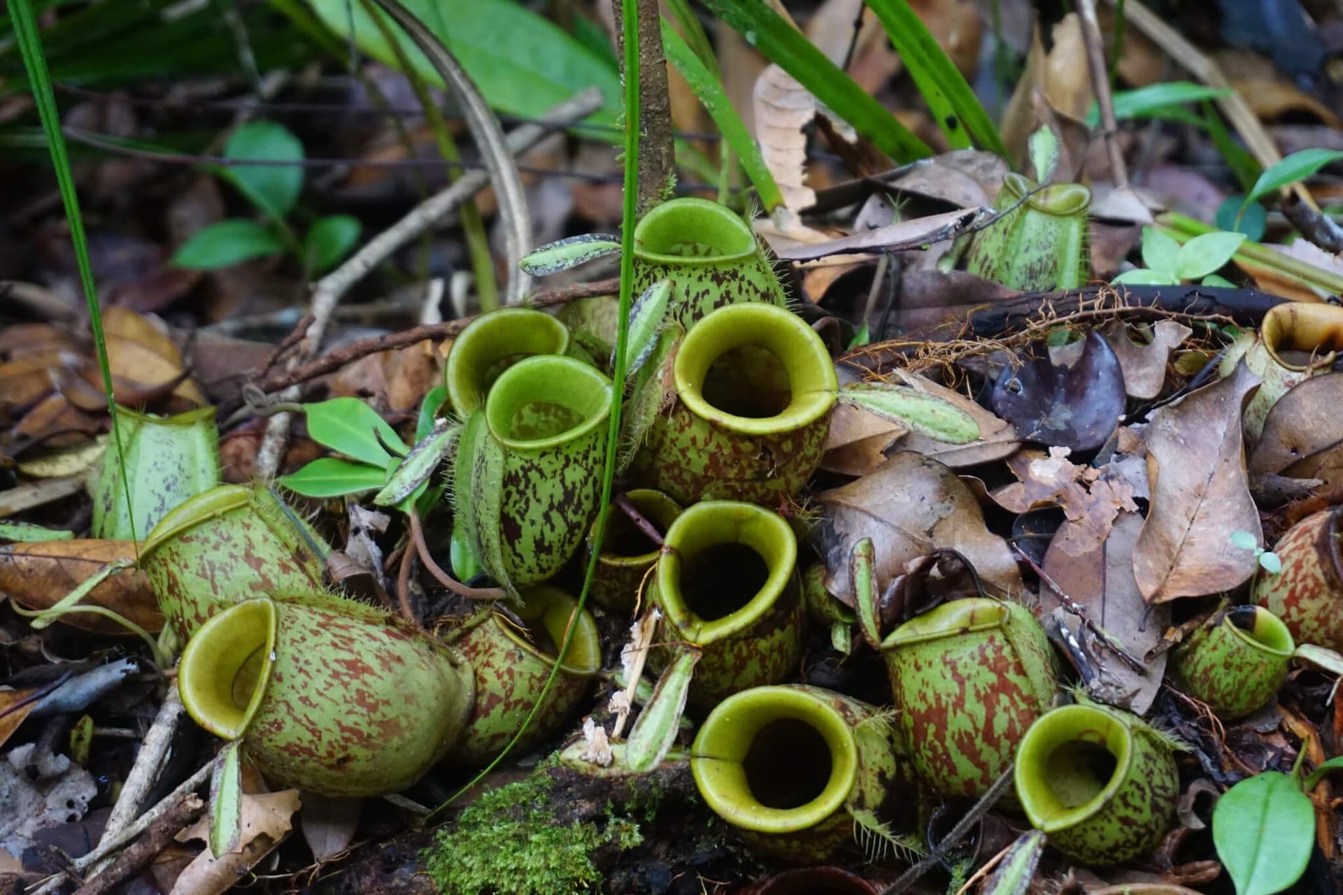 Flask-Shaped Pitcher Plant image