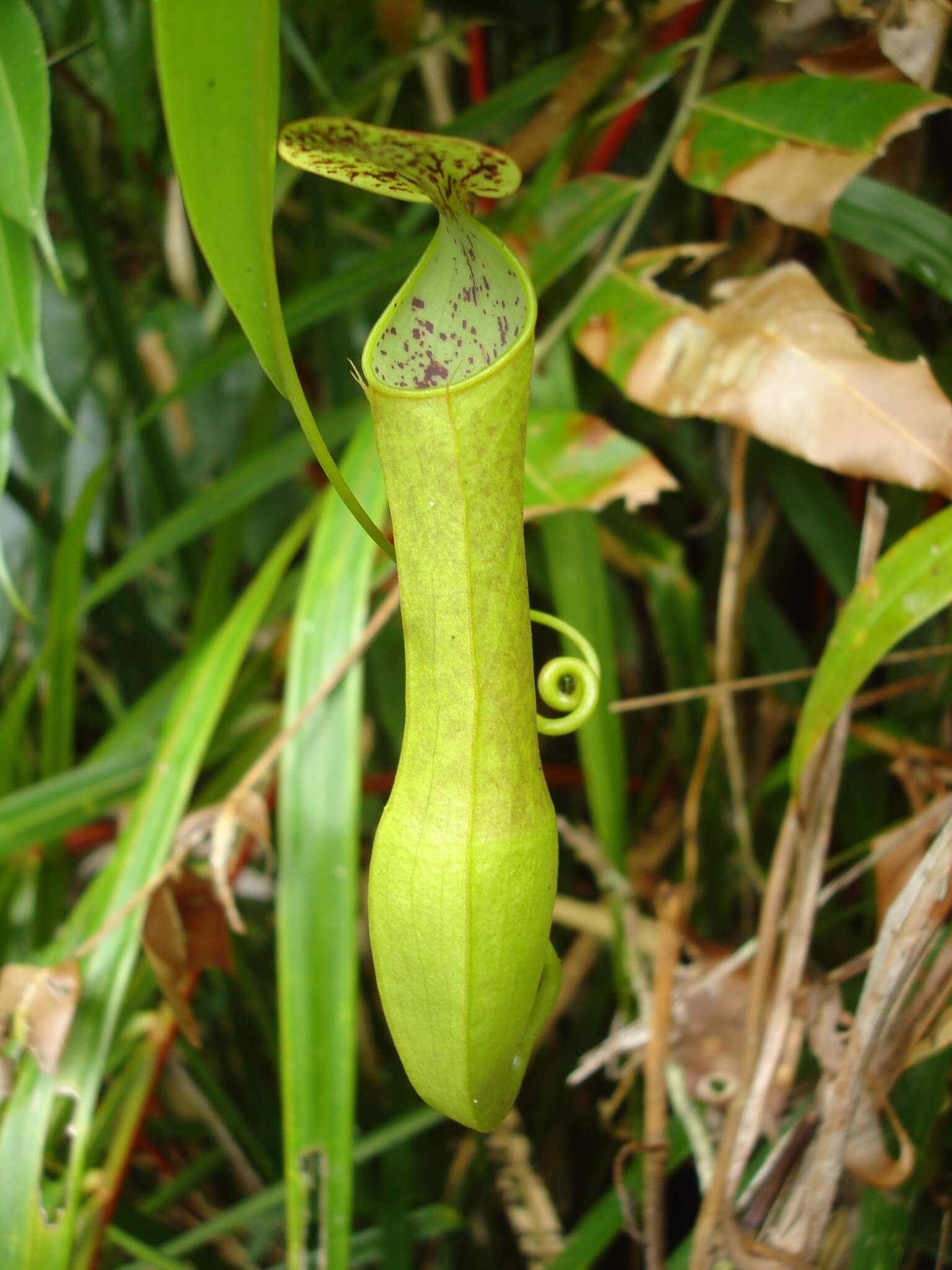 Nepenthes Hybrids image