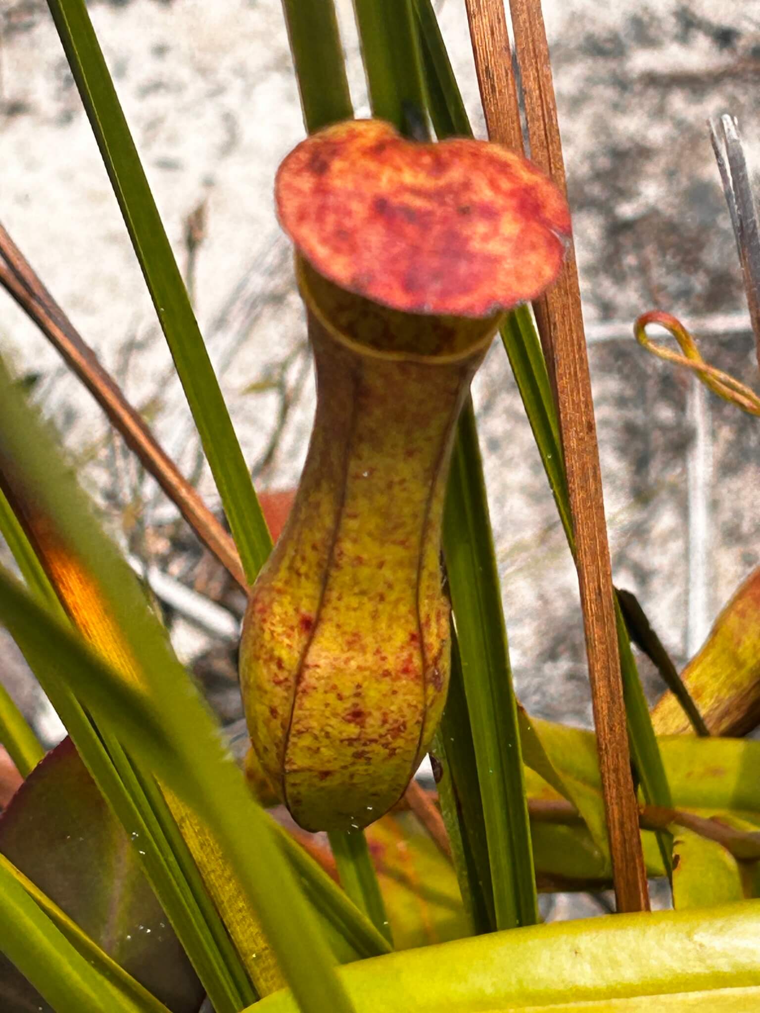 Nepenthes Hybrids image