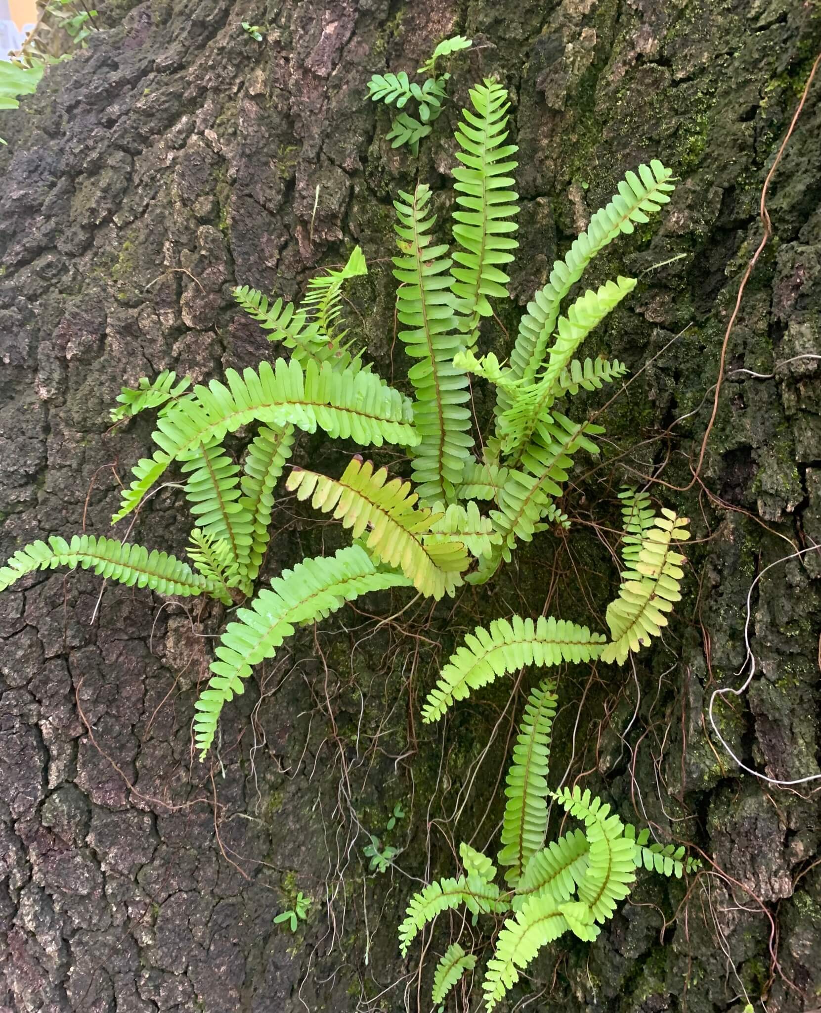 Tuberous Sword Fern image