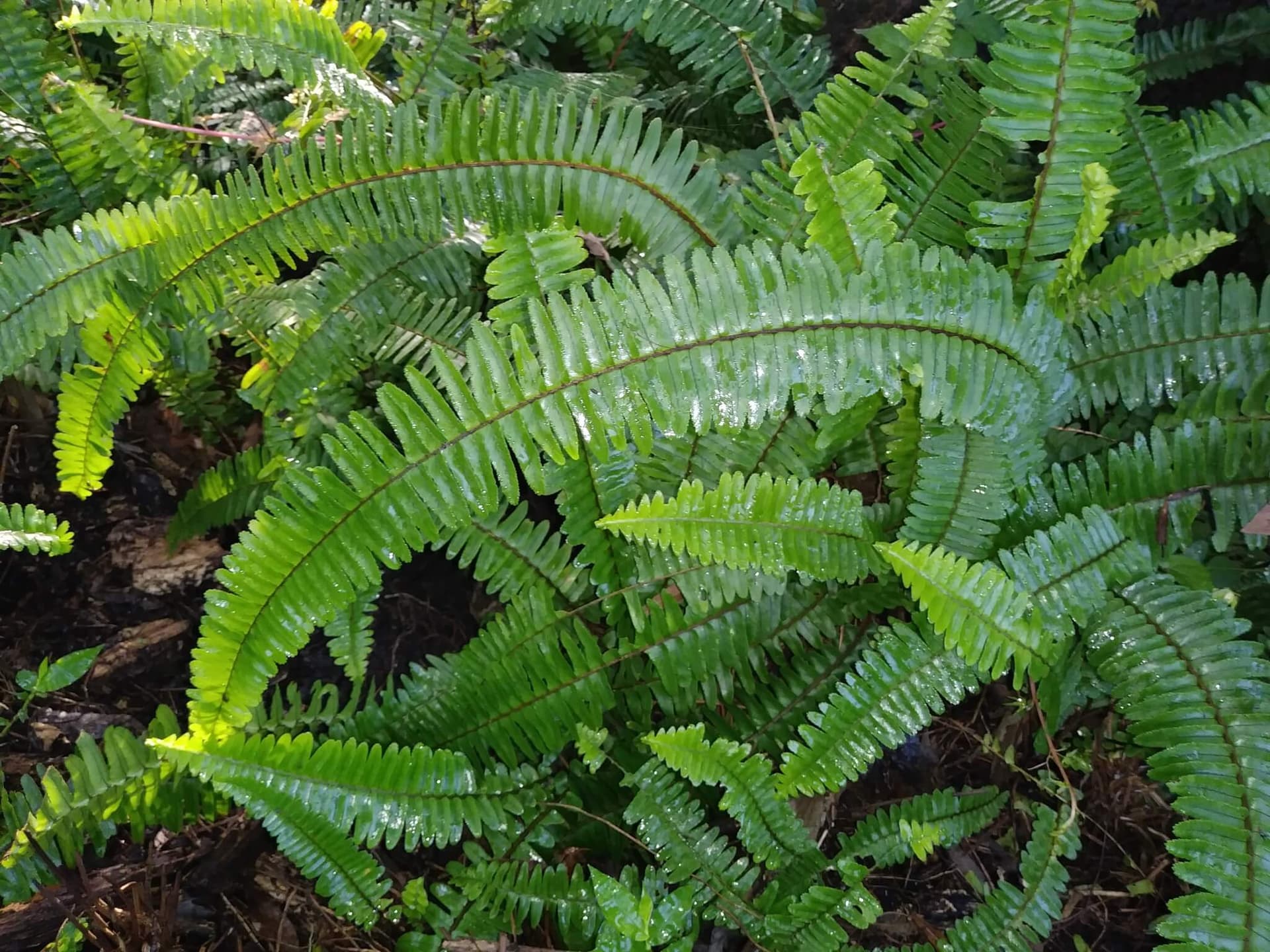 Sword Fern image
