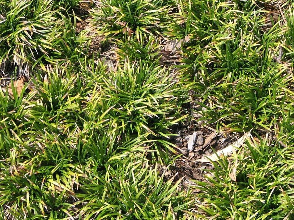 Ophiopogon japonicus 'Nana' image