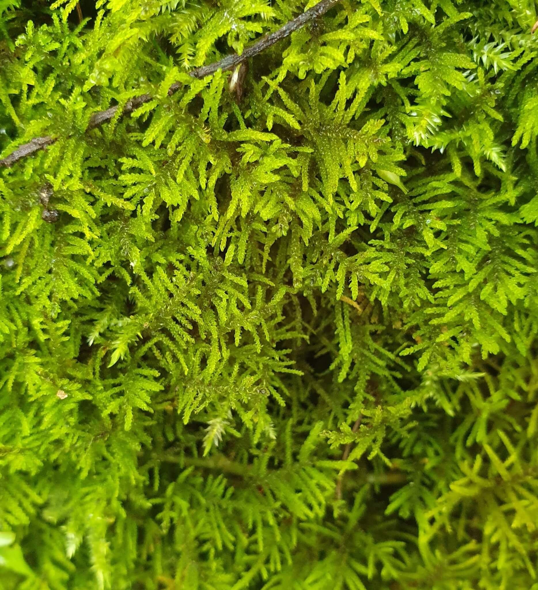 Curled Hook-moss image